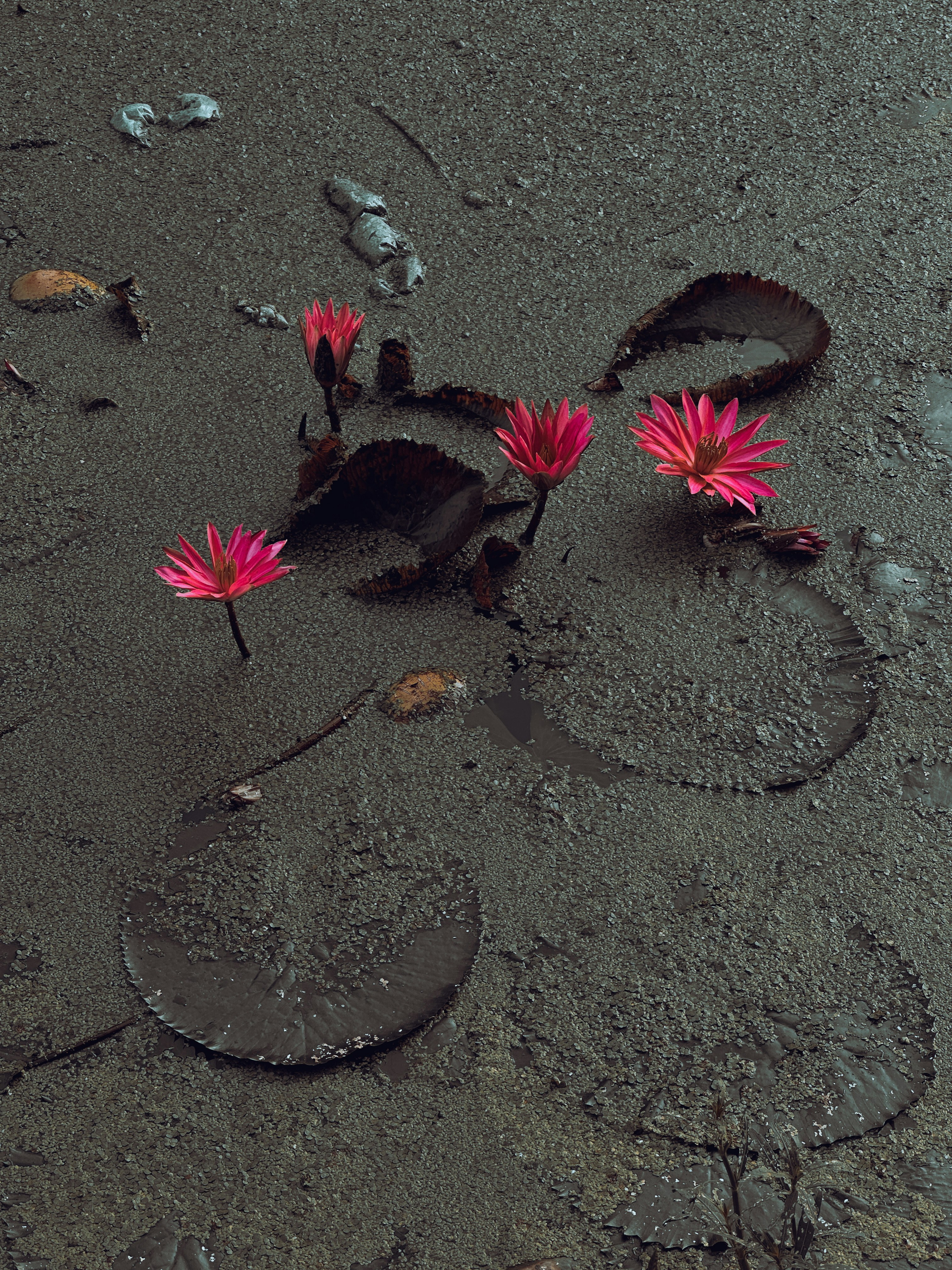 Some pink flowers are growing out of the sand