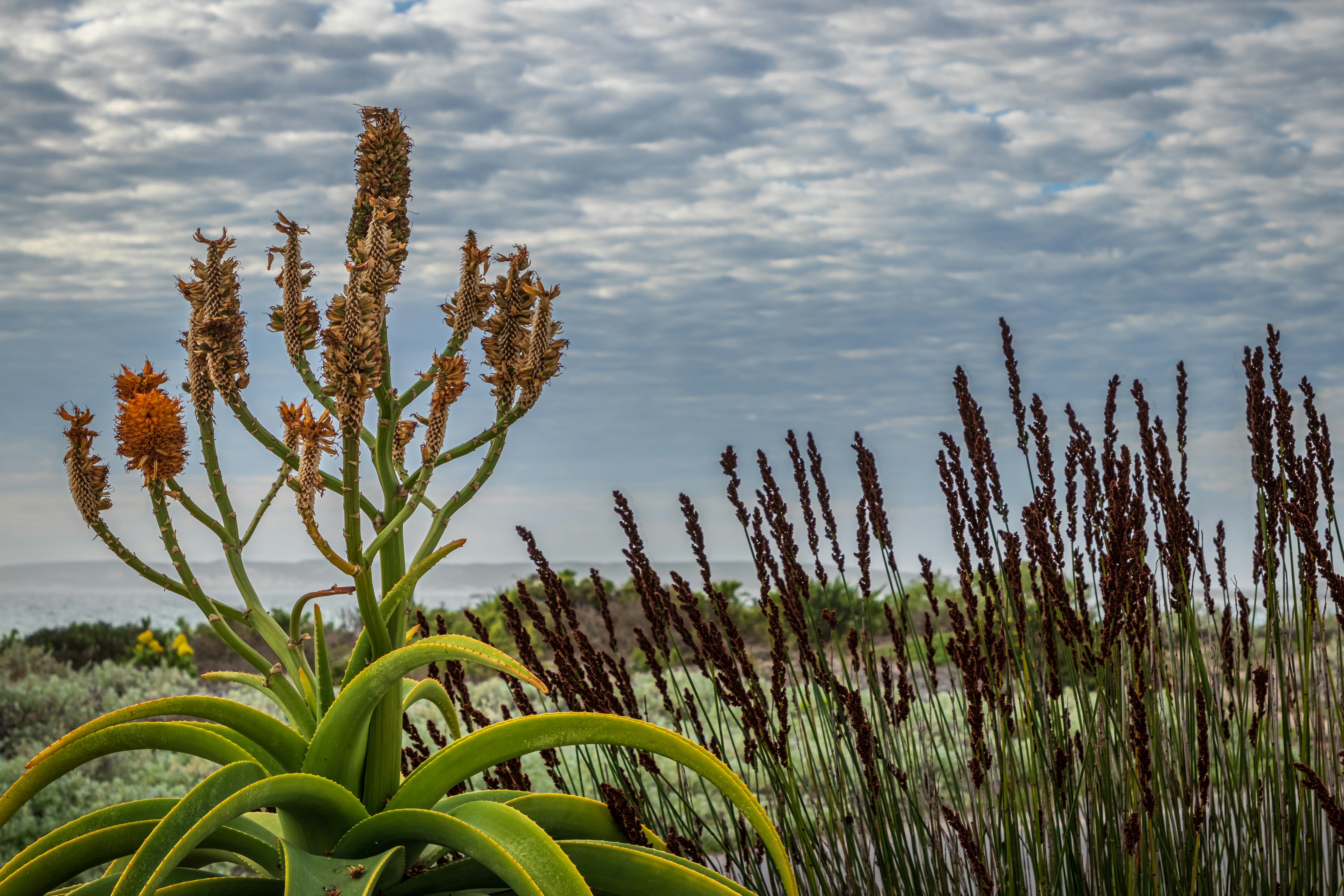 Wild Aloe