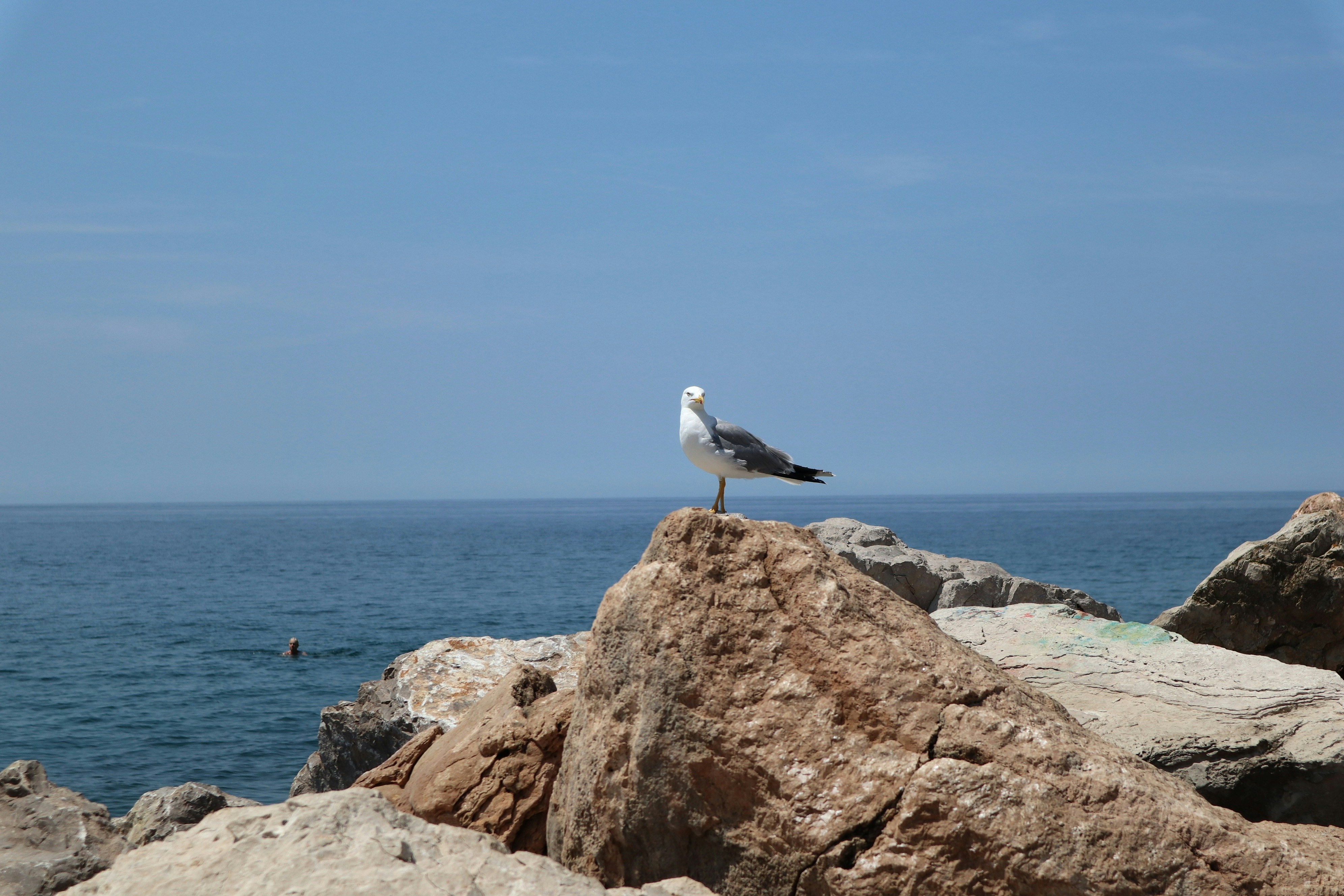 A seagull sitting on a rock near the ocean, 