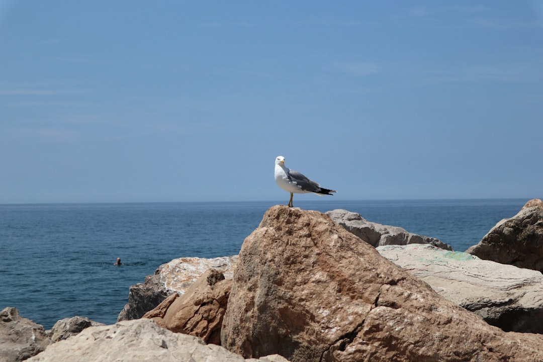 A seagull sitting on a rock near the ocean,