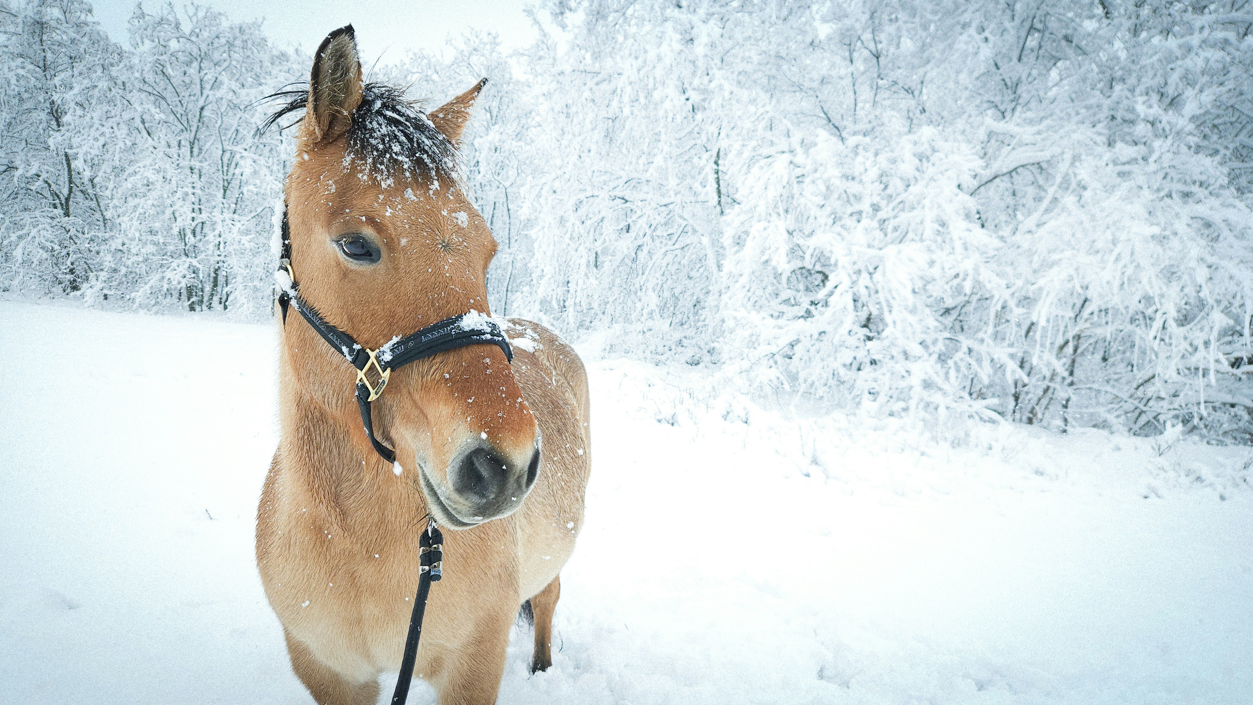 Photo by falconpatrol