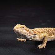 A close up of a lizard on a black background
