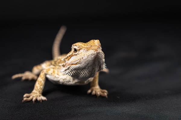 Image of Exotic Pet Boarding & Management Software