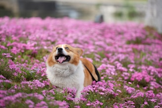 A dog standing in a field of purple flowers