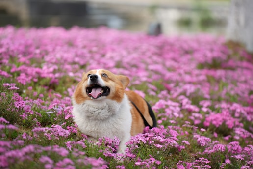 A dog standing in a field of purple flowers