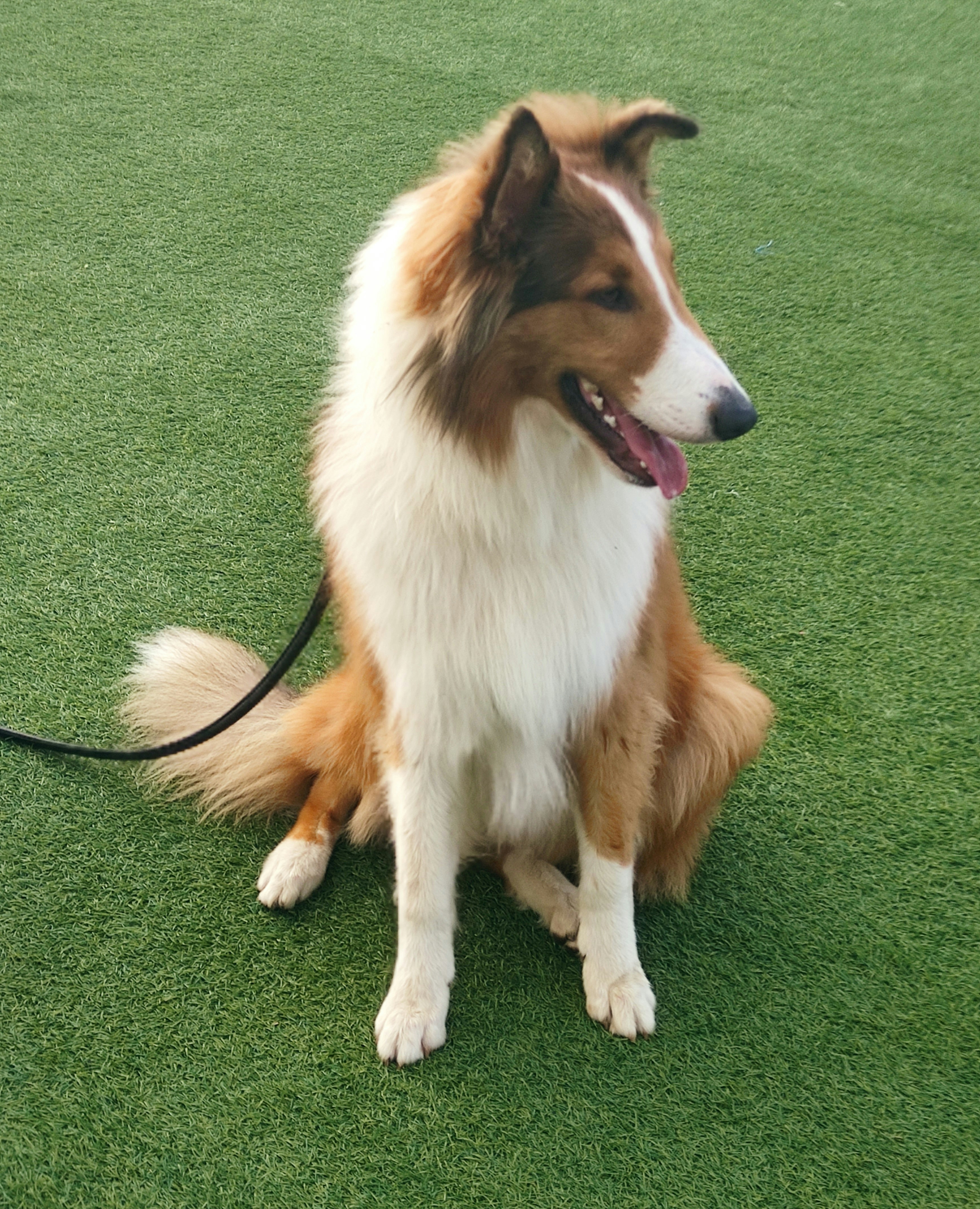 A brown and white dog sitting on top of a lush green field