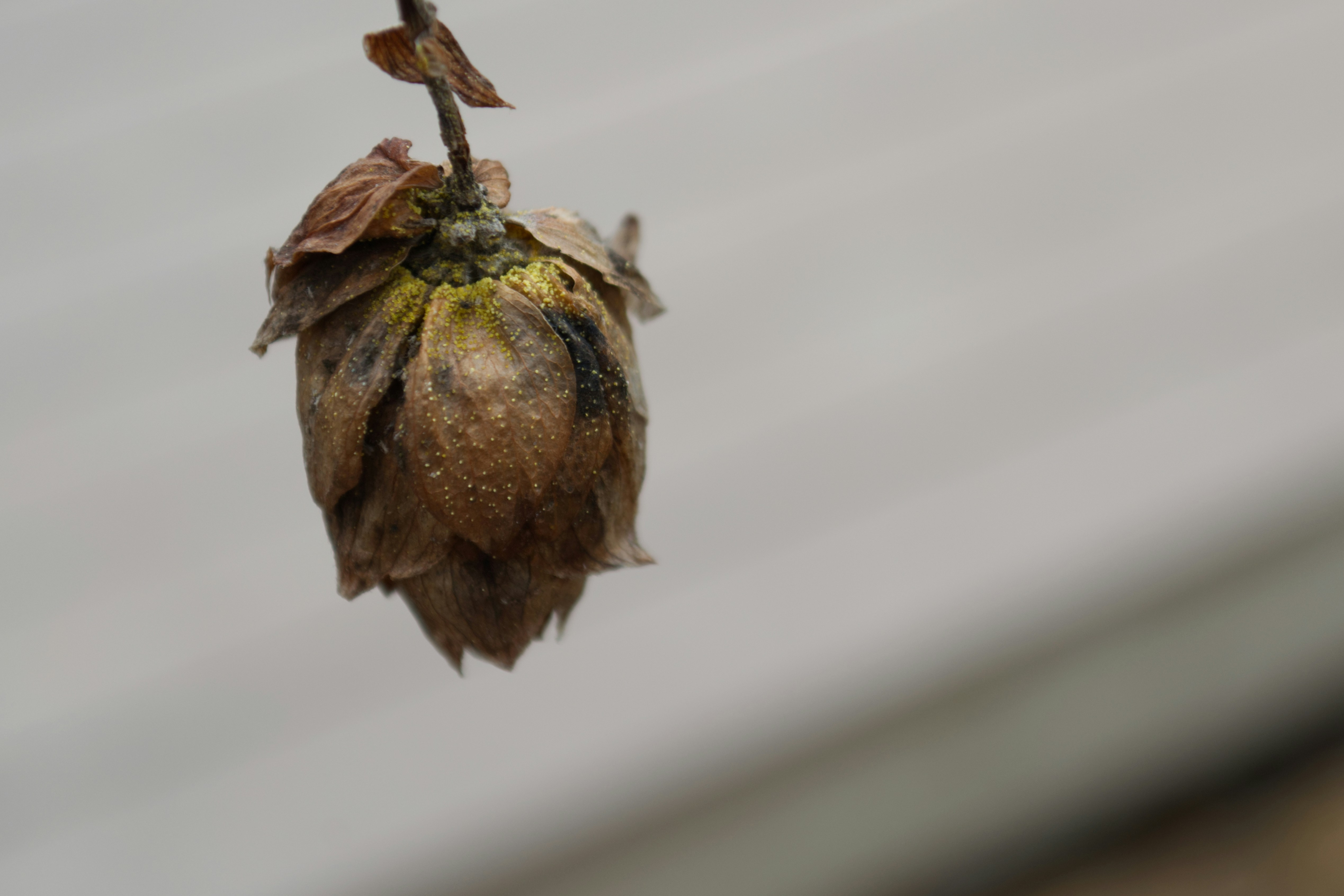 A dead bird hanging upside down on a branch