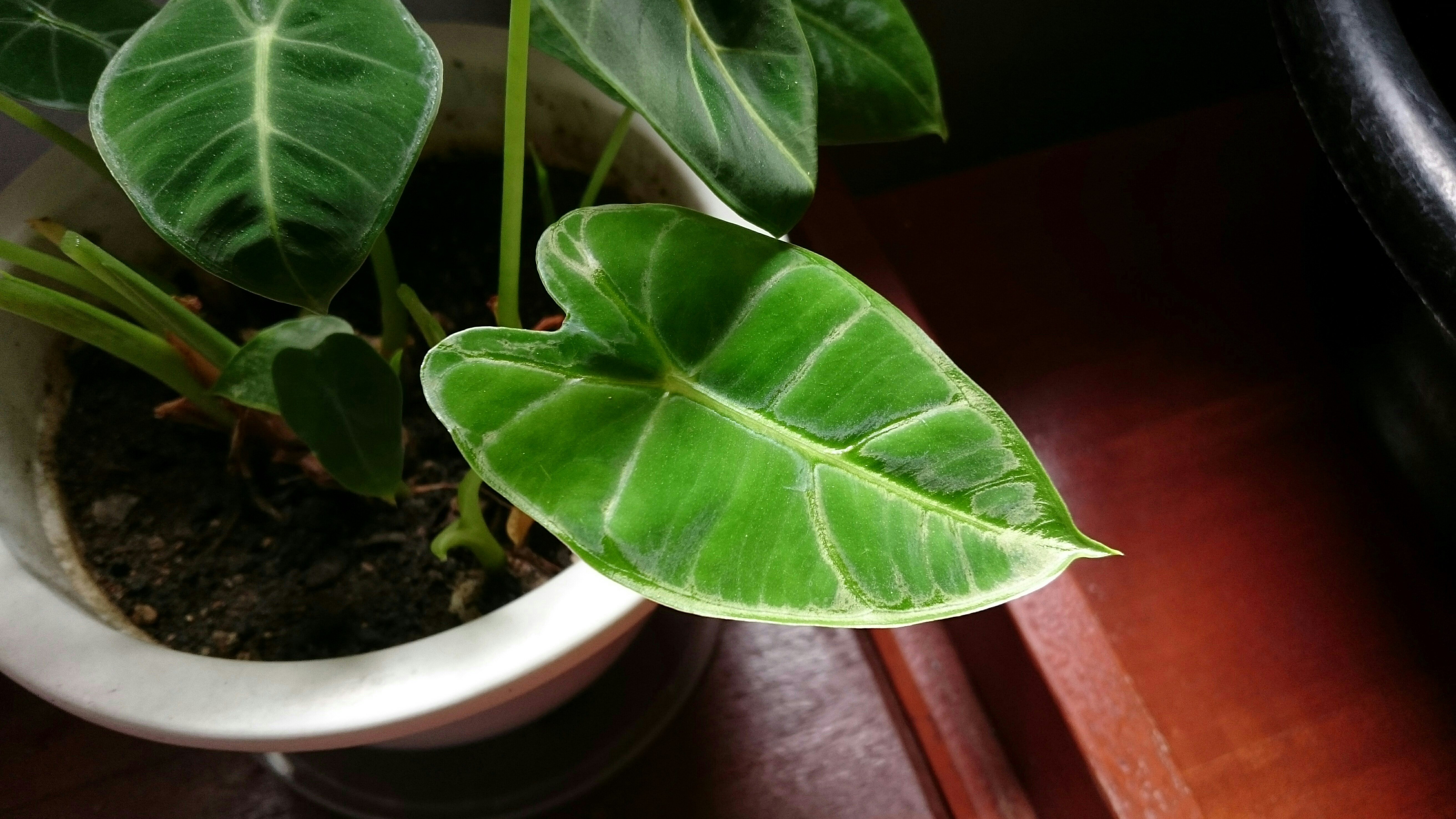 안스리움 클라리네르비움 - A potted plant sitting on top of a wooden table