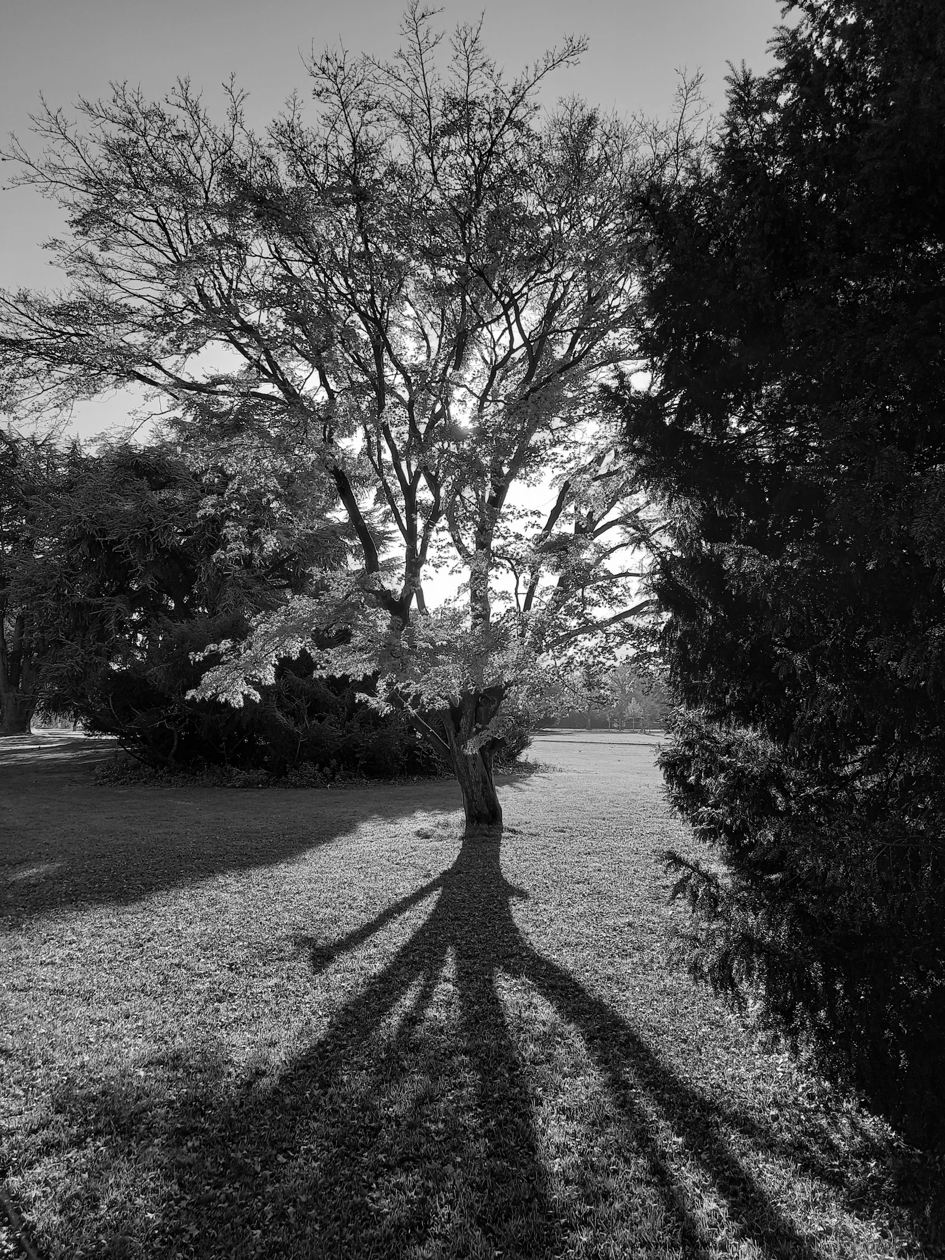 A black and white photo of a tree casting a long shadow