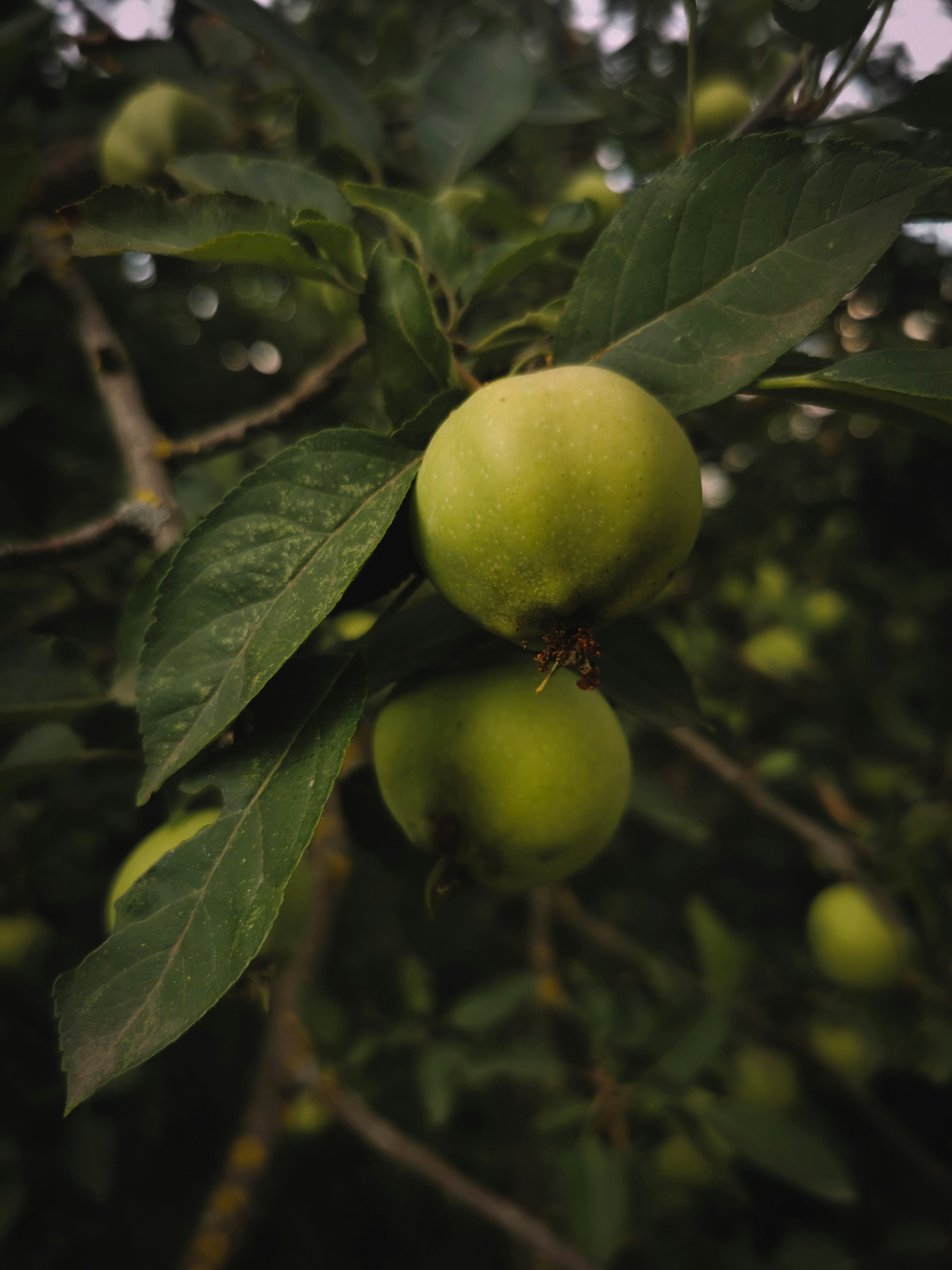 Photo by vetaneprina