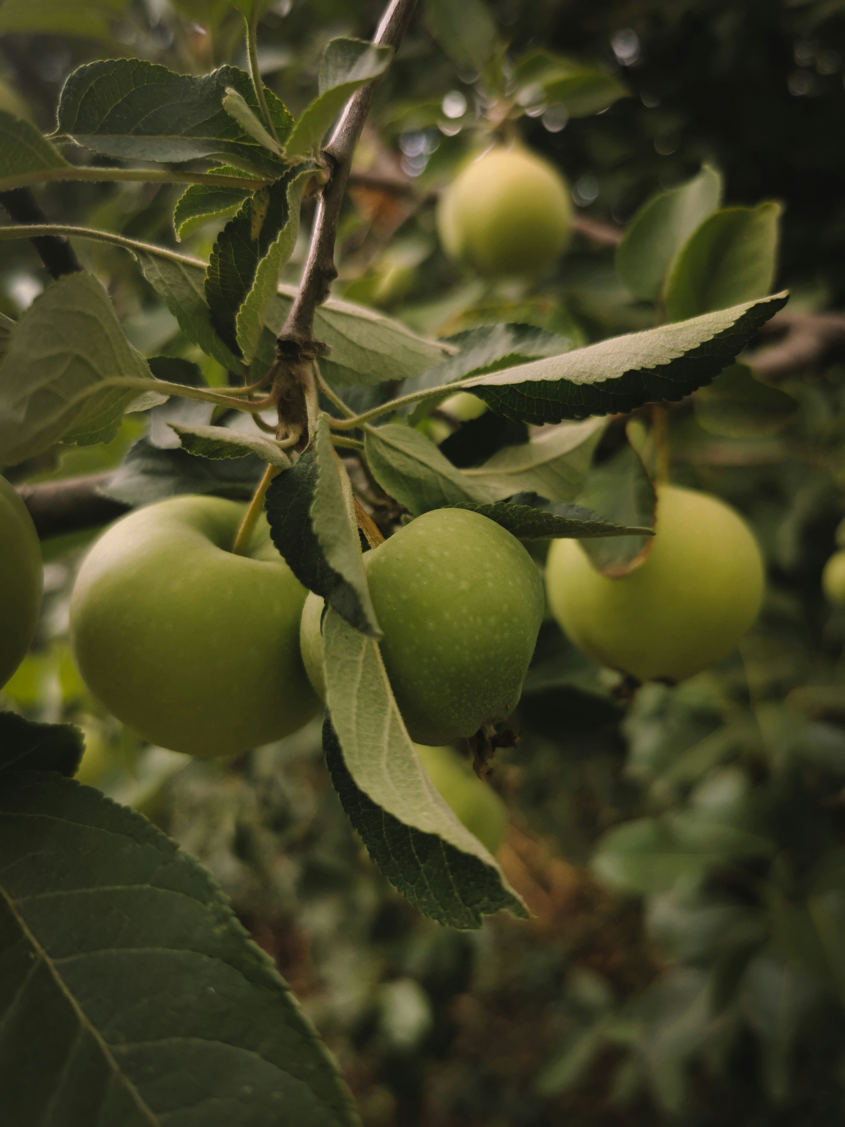 Photo by vetaneprina