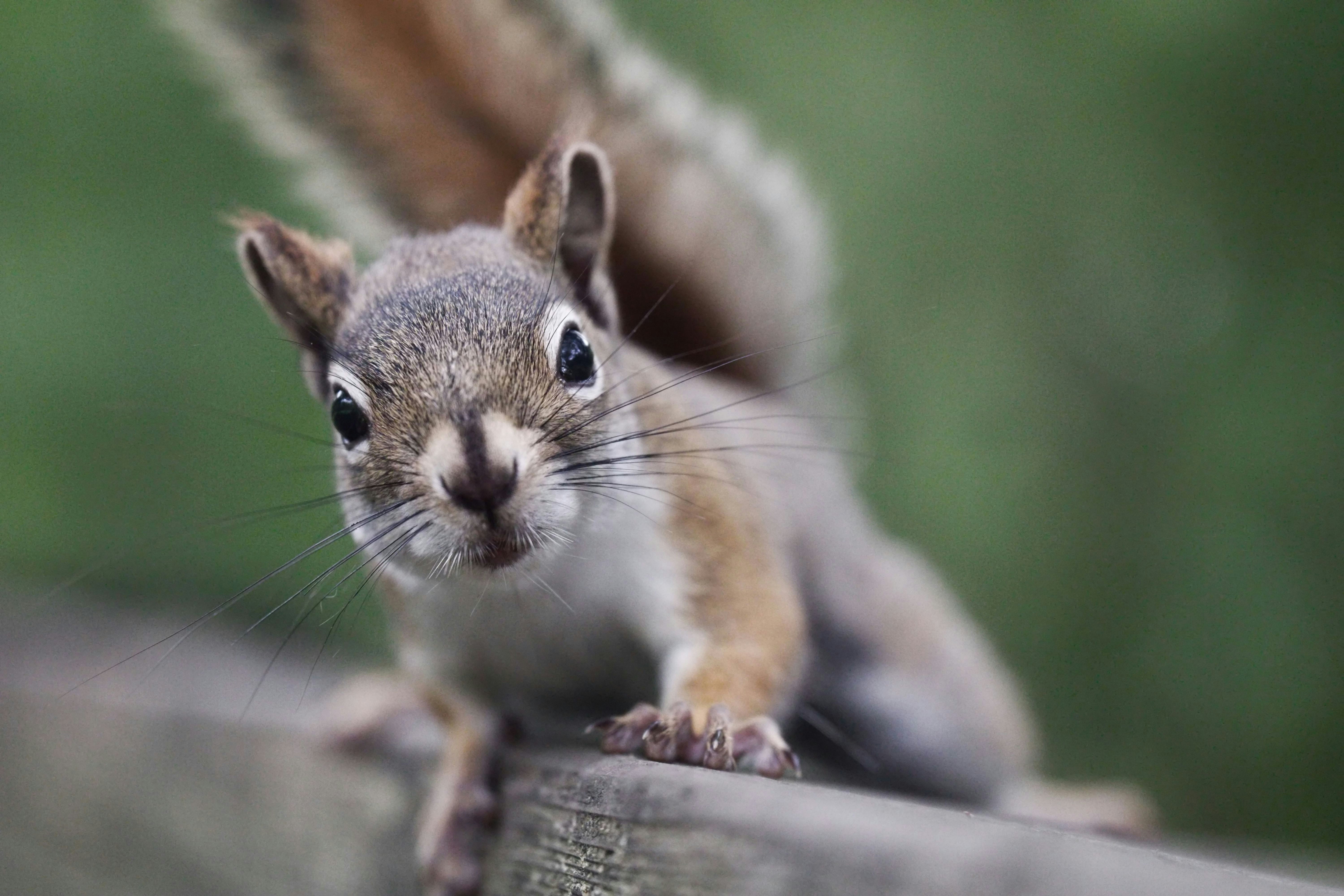 A close up of a squirrel on a fence