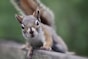 Laisses, harnais, gamelle, pour les animaux.