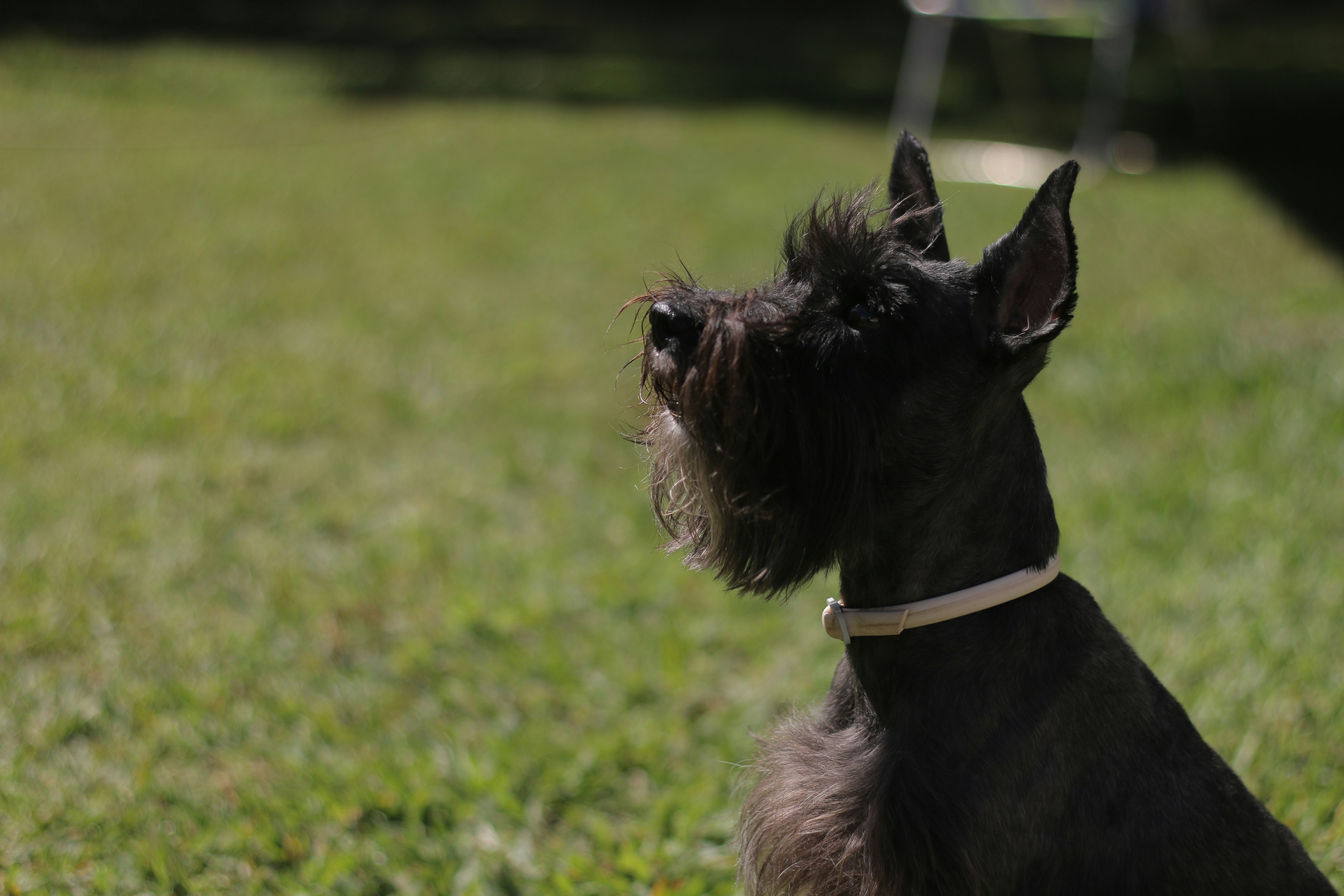 Black schnauzer-type dog with a trimmed coat and white collar looks upward while sitting on green grass.