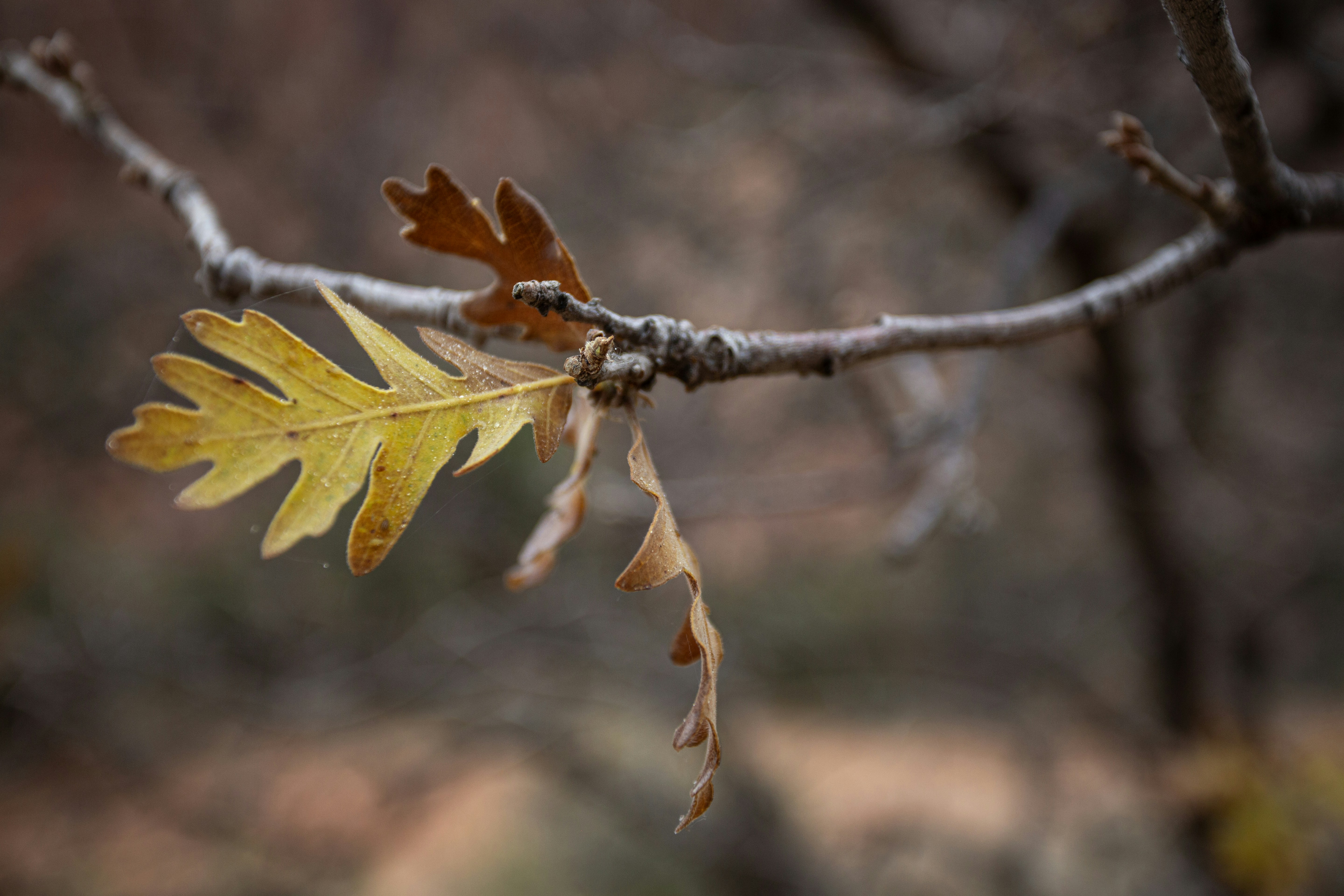 Photo by matthewmentley