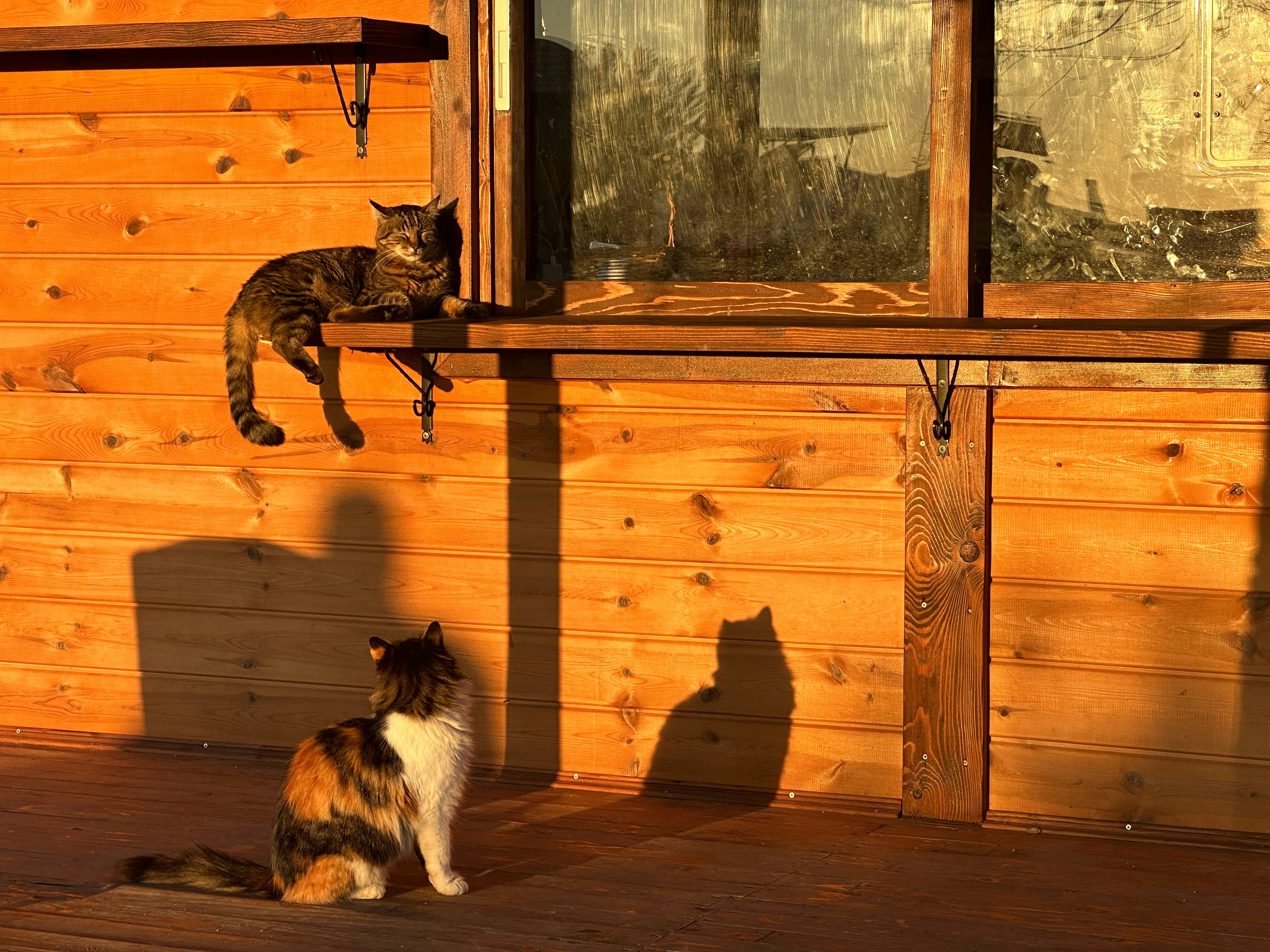 A cat sitting on a porch next to a window photo – Free Wood Image on ...