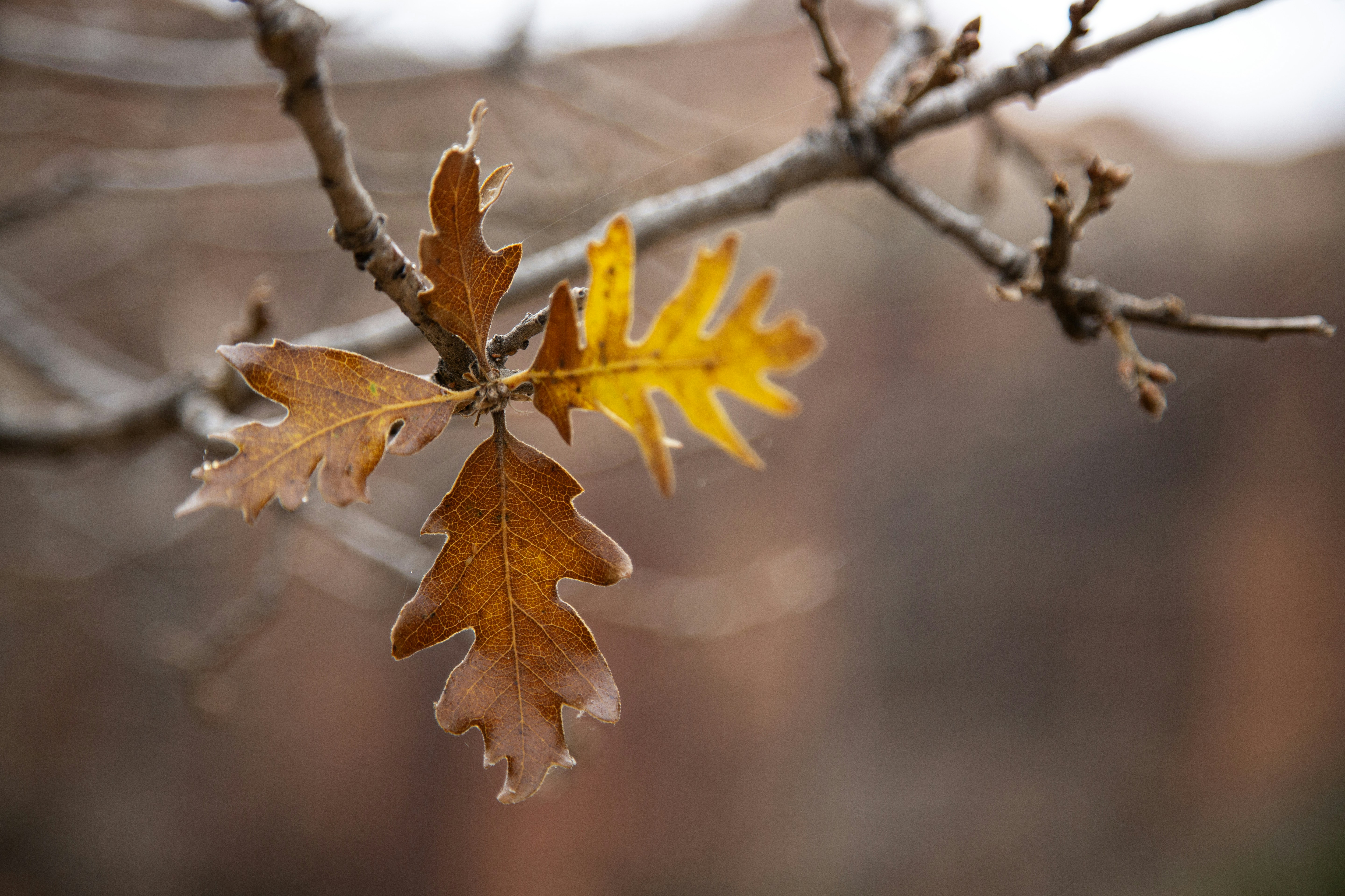 Photo by matthewmentley