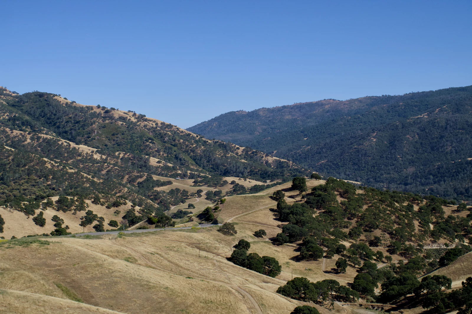 Golden Sierra foothills road winding past oak trees on the way into Nevada County