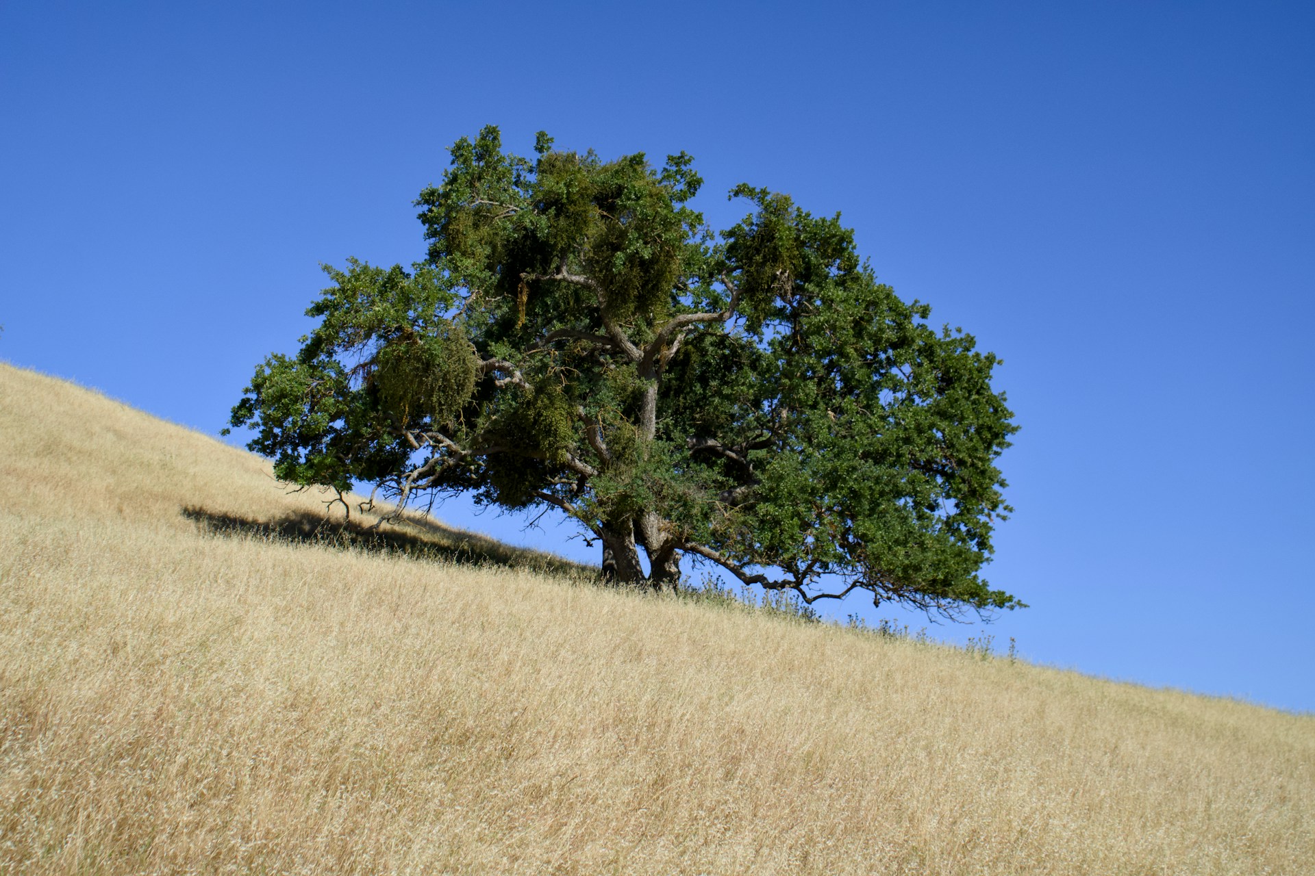 A lone tree on a hill with a blue sky in the background