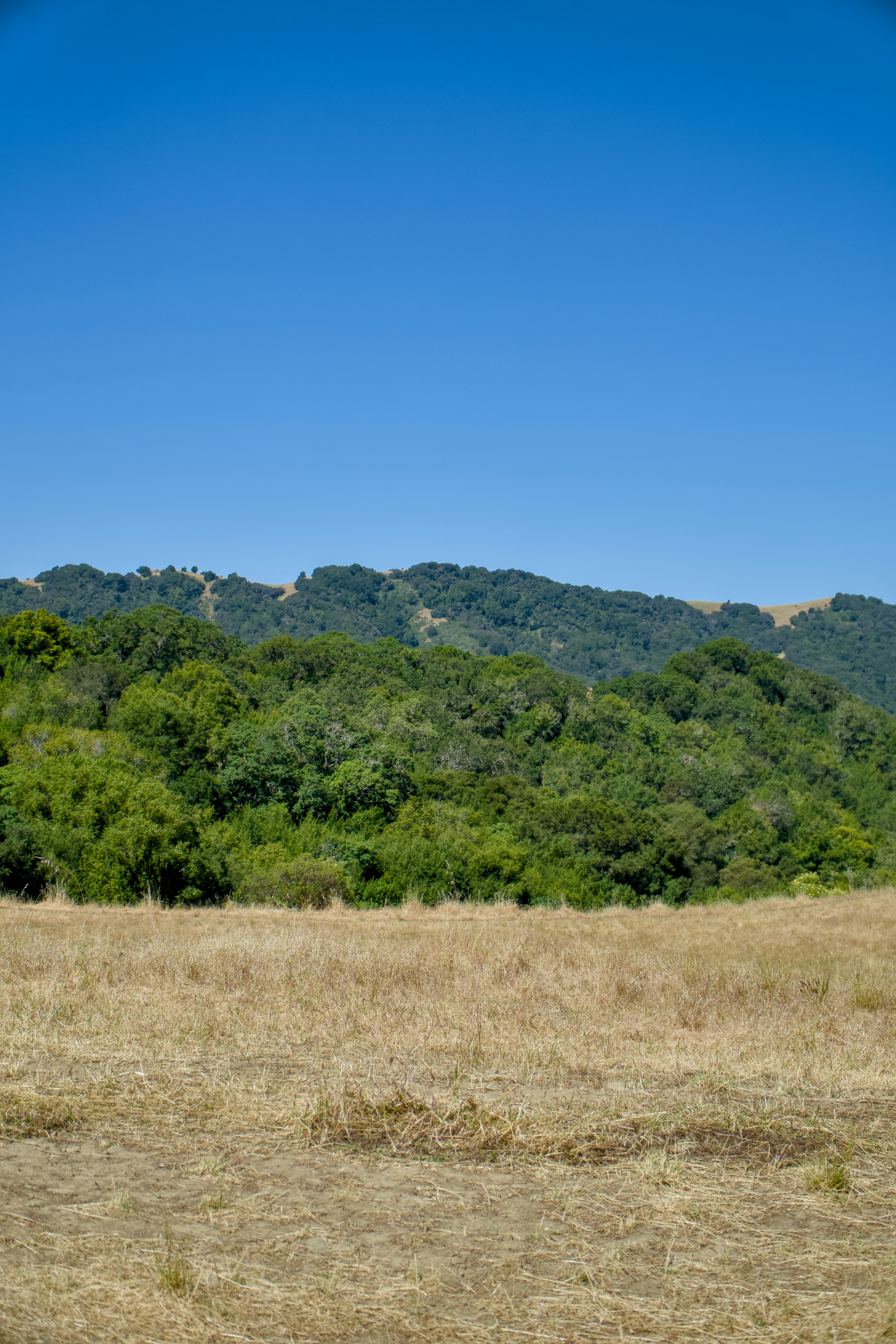 Un caballo parado en un campo con una montaña al fondo