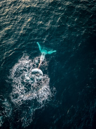 An aerial view of a shark swimming in the ocean