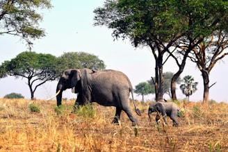 An adult elephant and a baby elephant walking through a field