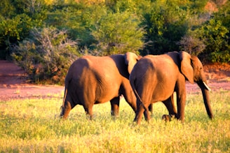 A couple of elephants walking across a lush green field