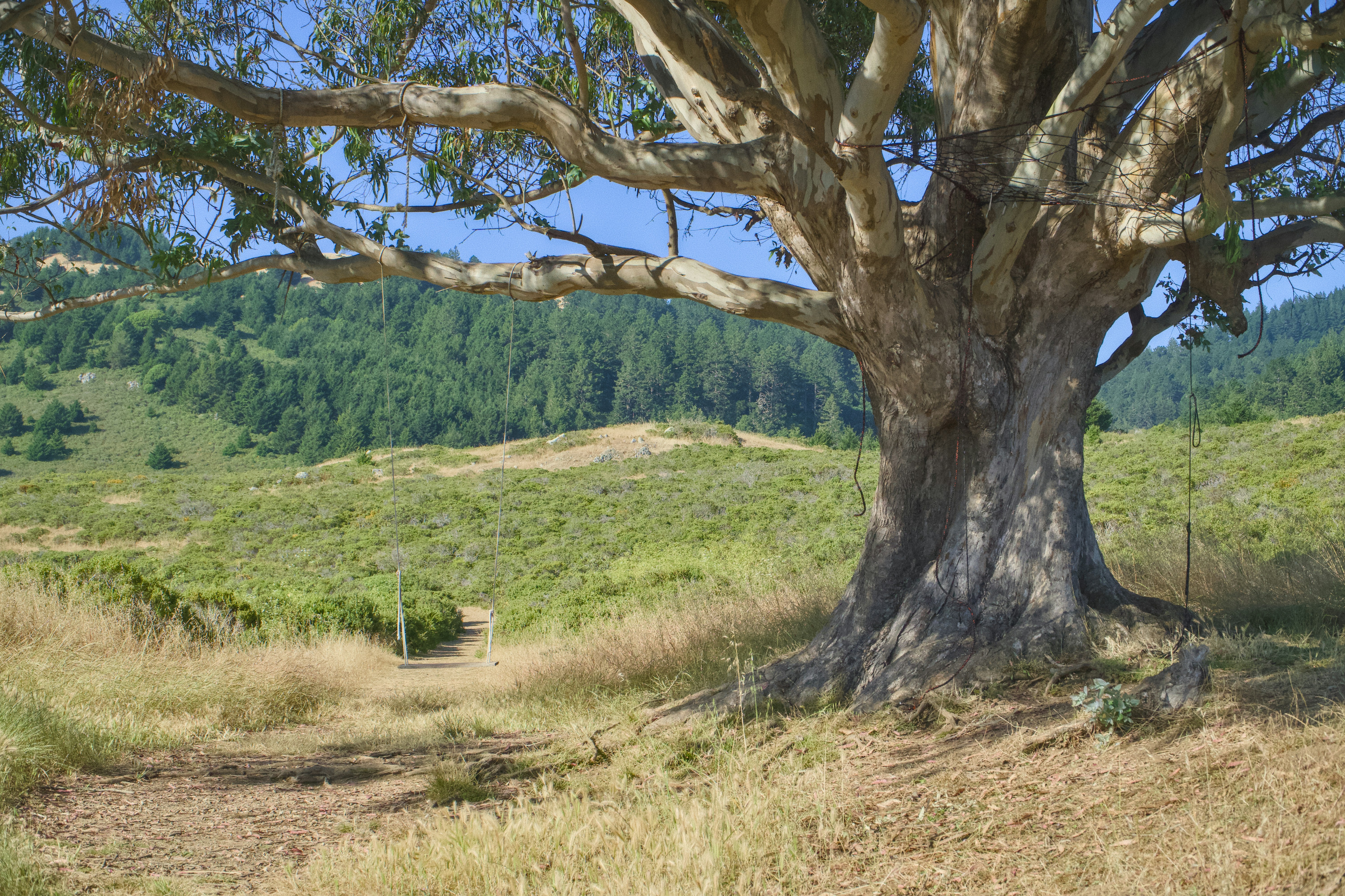 A large tree in the middle of a grassy field photo – Free Wallpaper ...