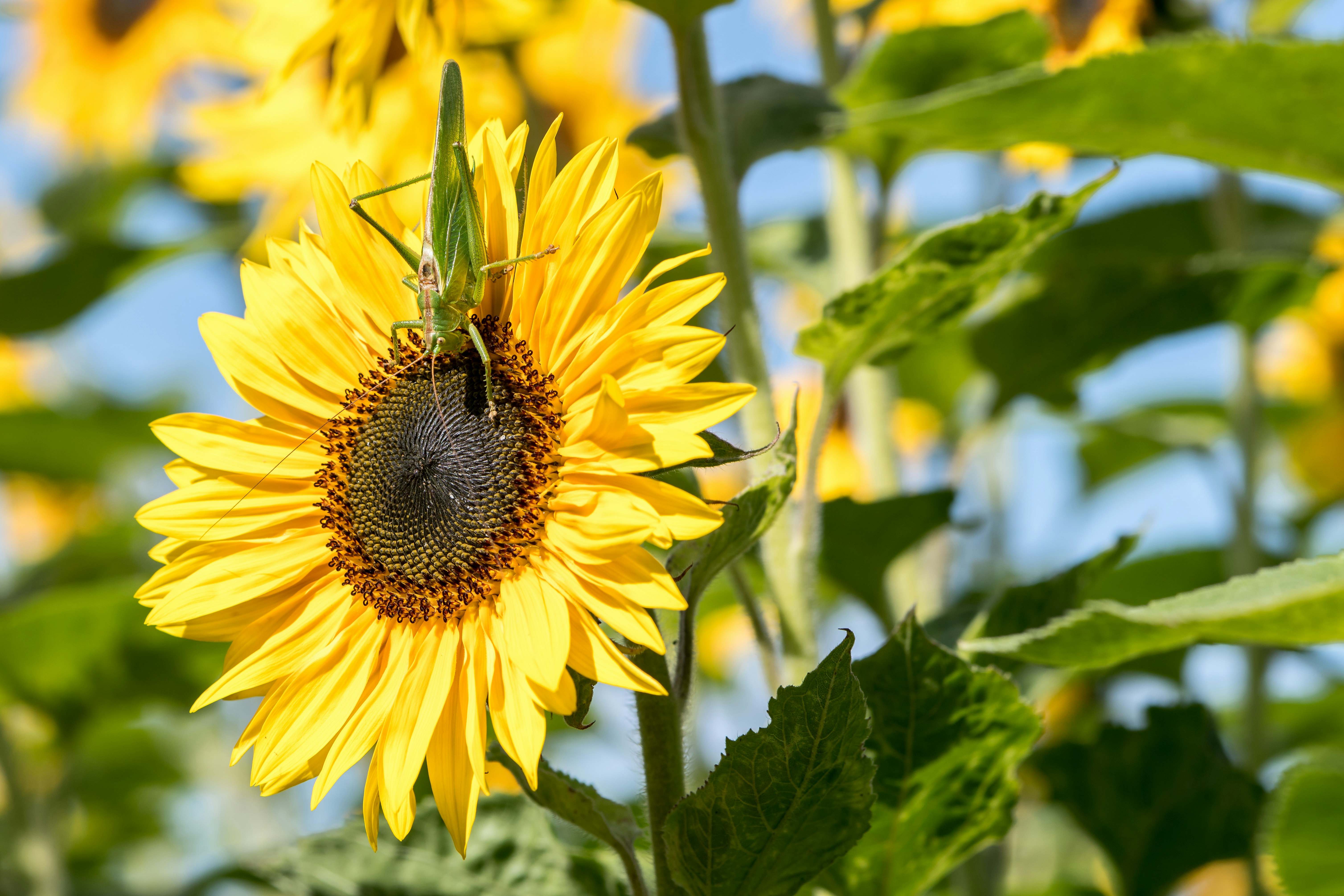 Photo by hamburgmeinefreundin