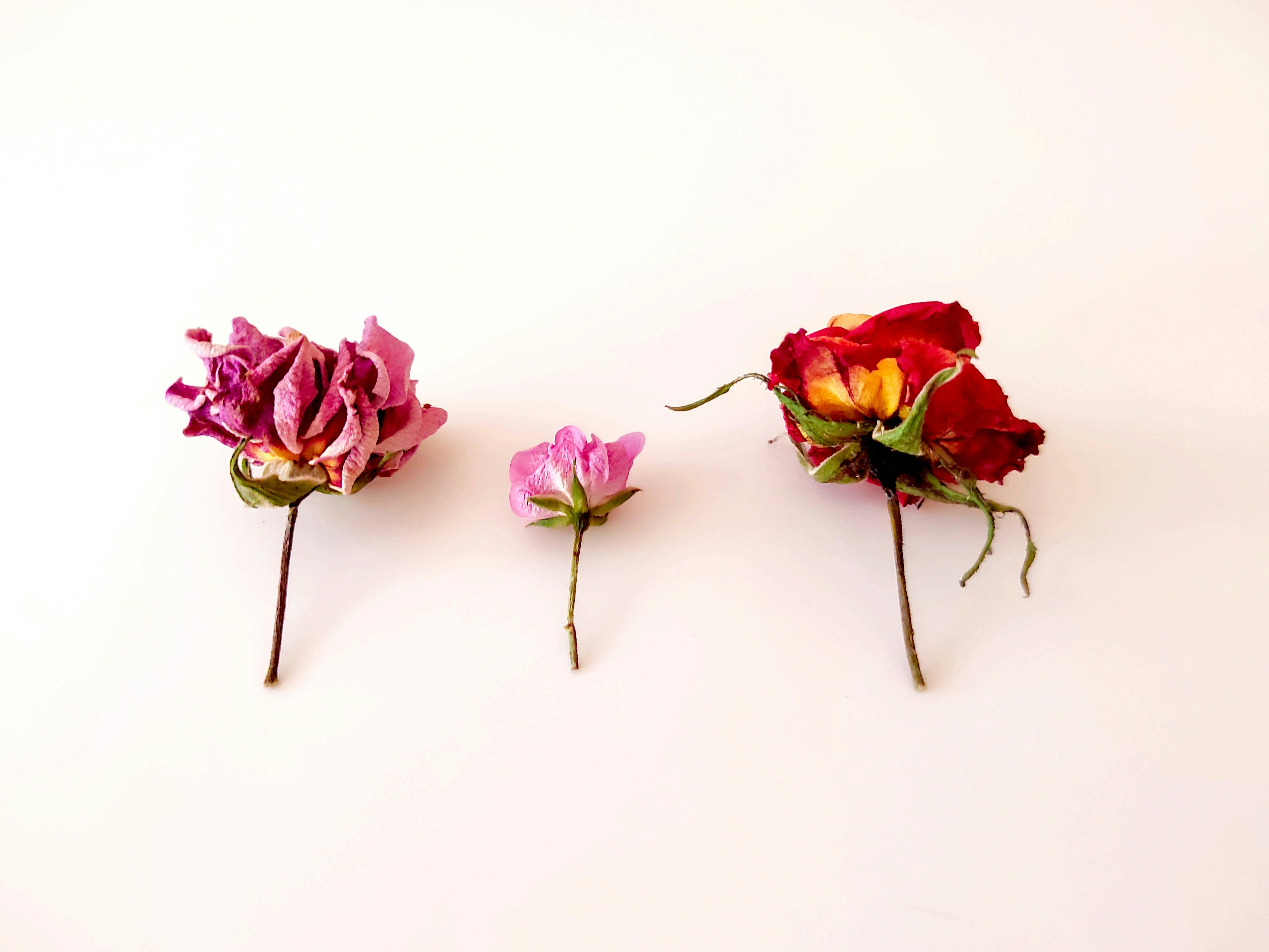 Photo by daniela_e_photography