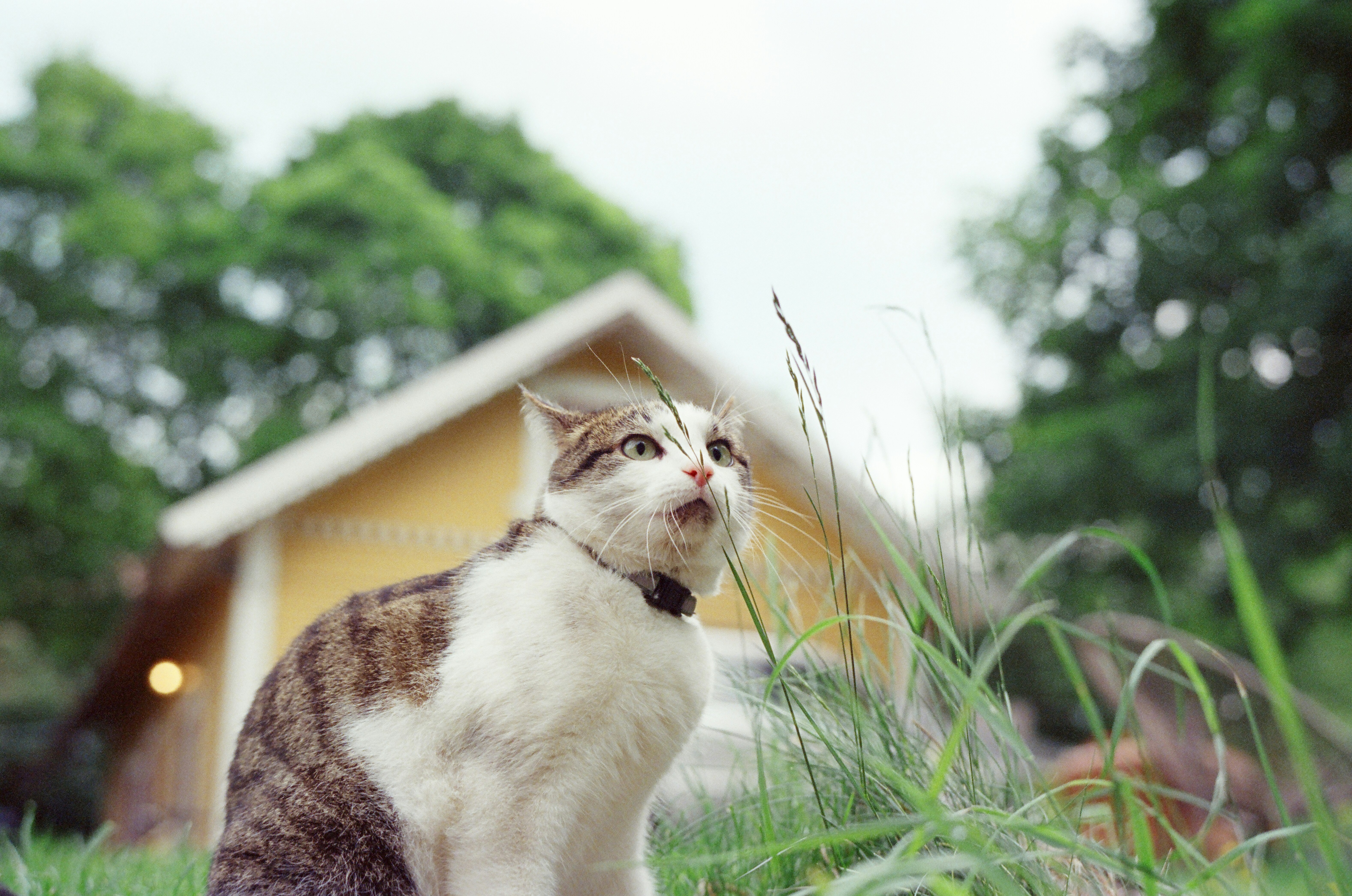 A cat sitting in the grass near a house photo – Free Flower Image on ...