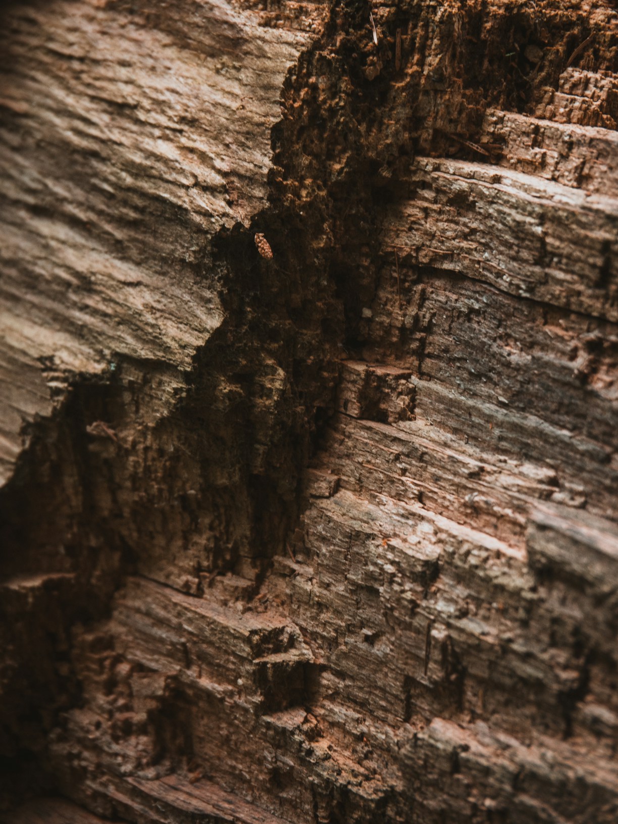 A close up of a piece of wood with a bird perched on top of it