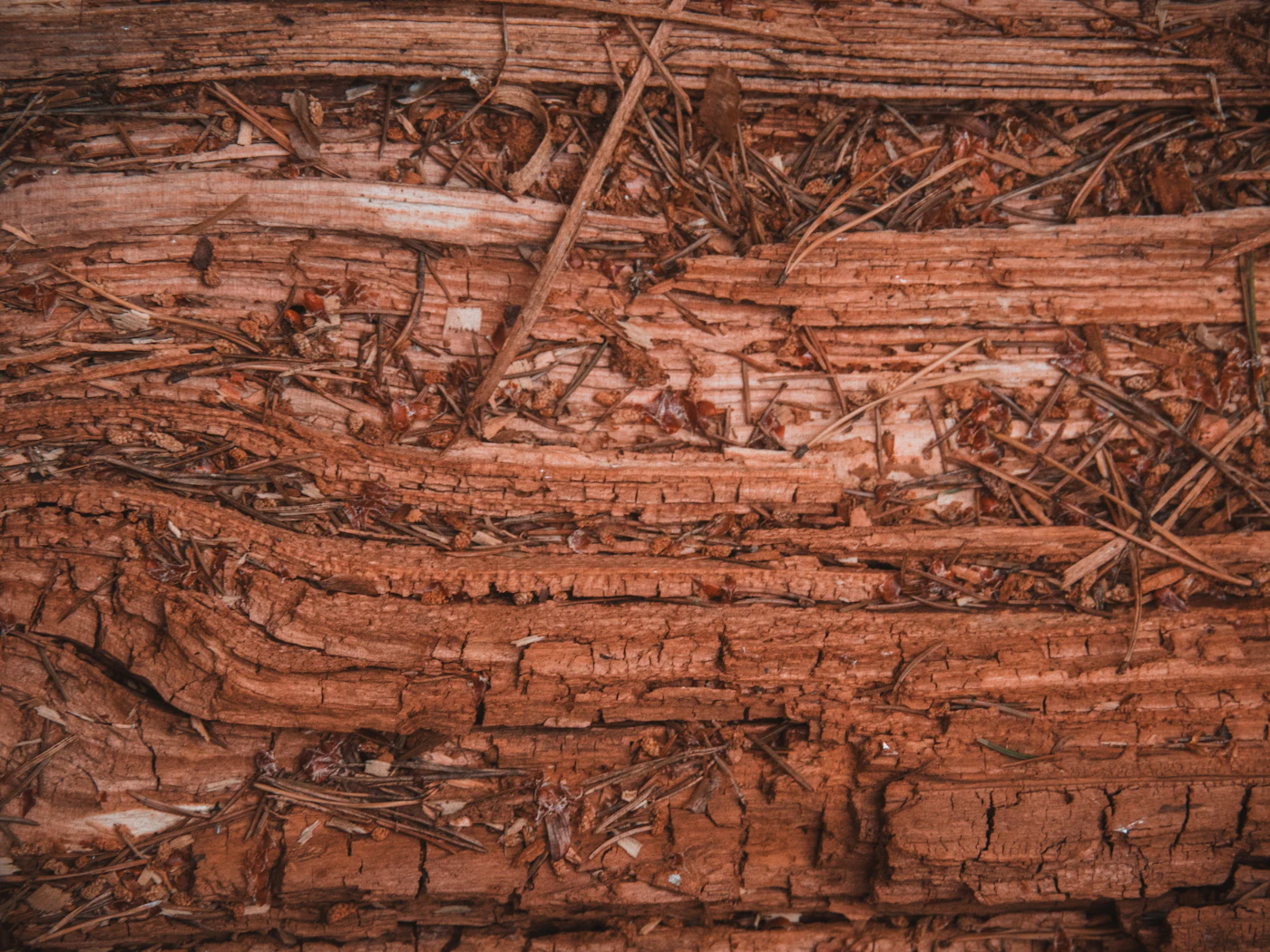 Cut section of a tree trunk