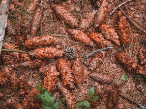 A bunch of pine cones on the ground