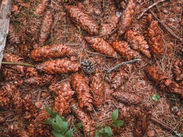 A bunch of pine cones on the ground