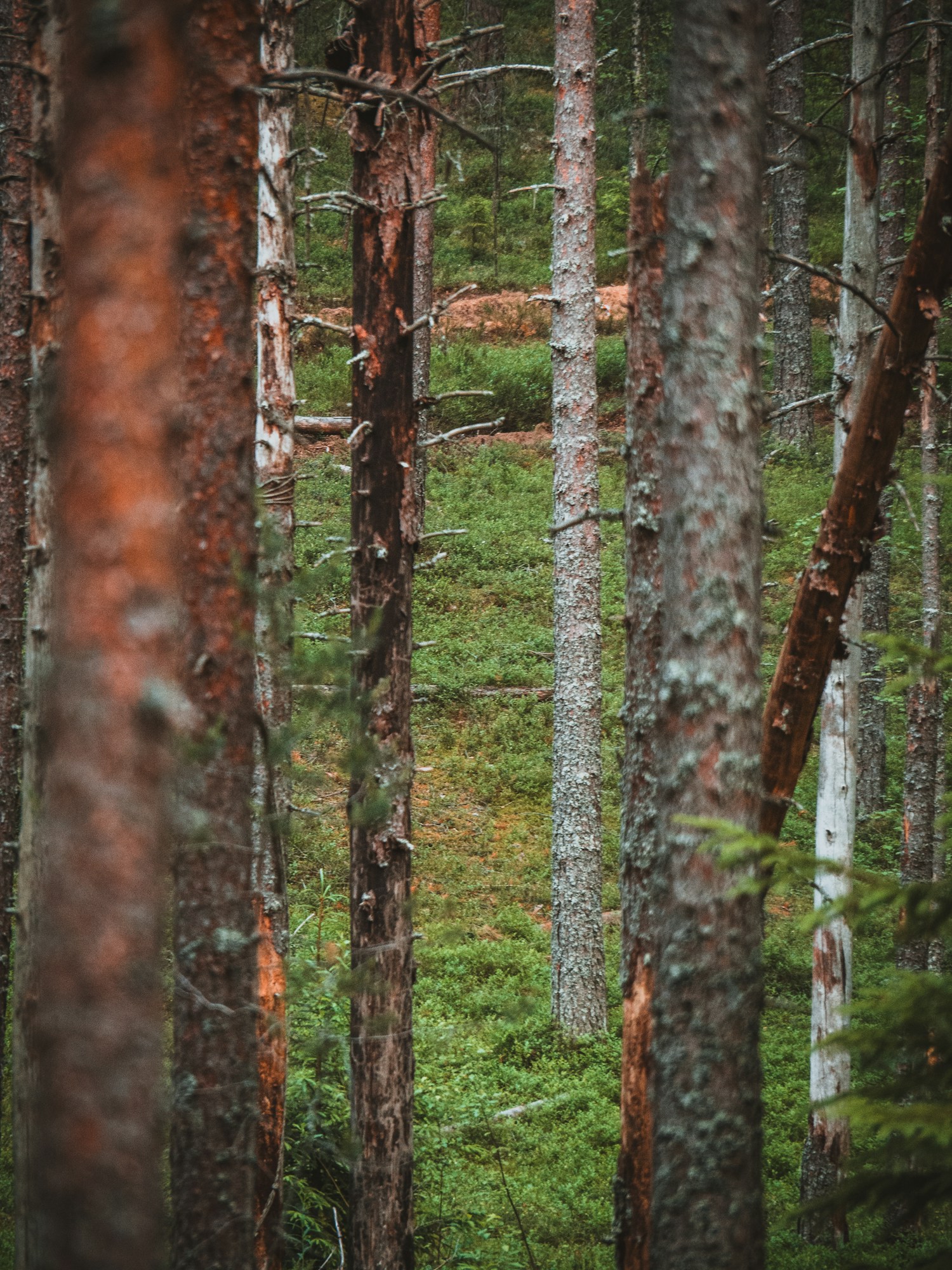 Forest Management