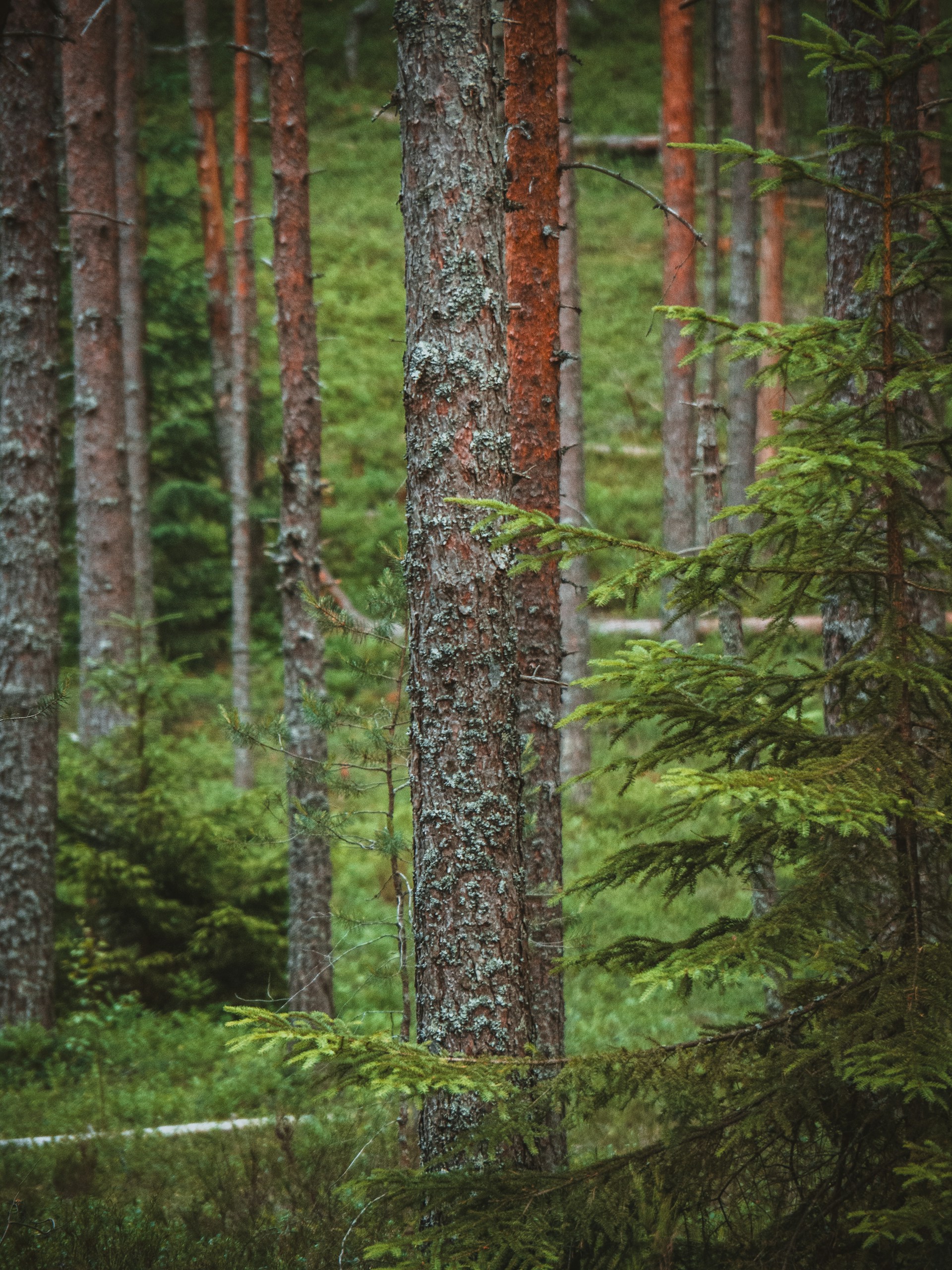 A bear standing in the middle of a forest