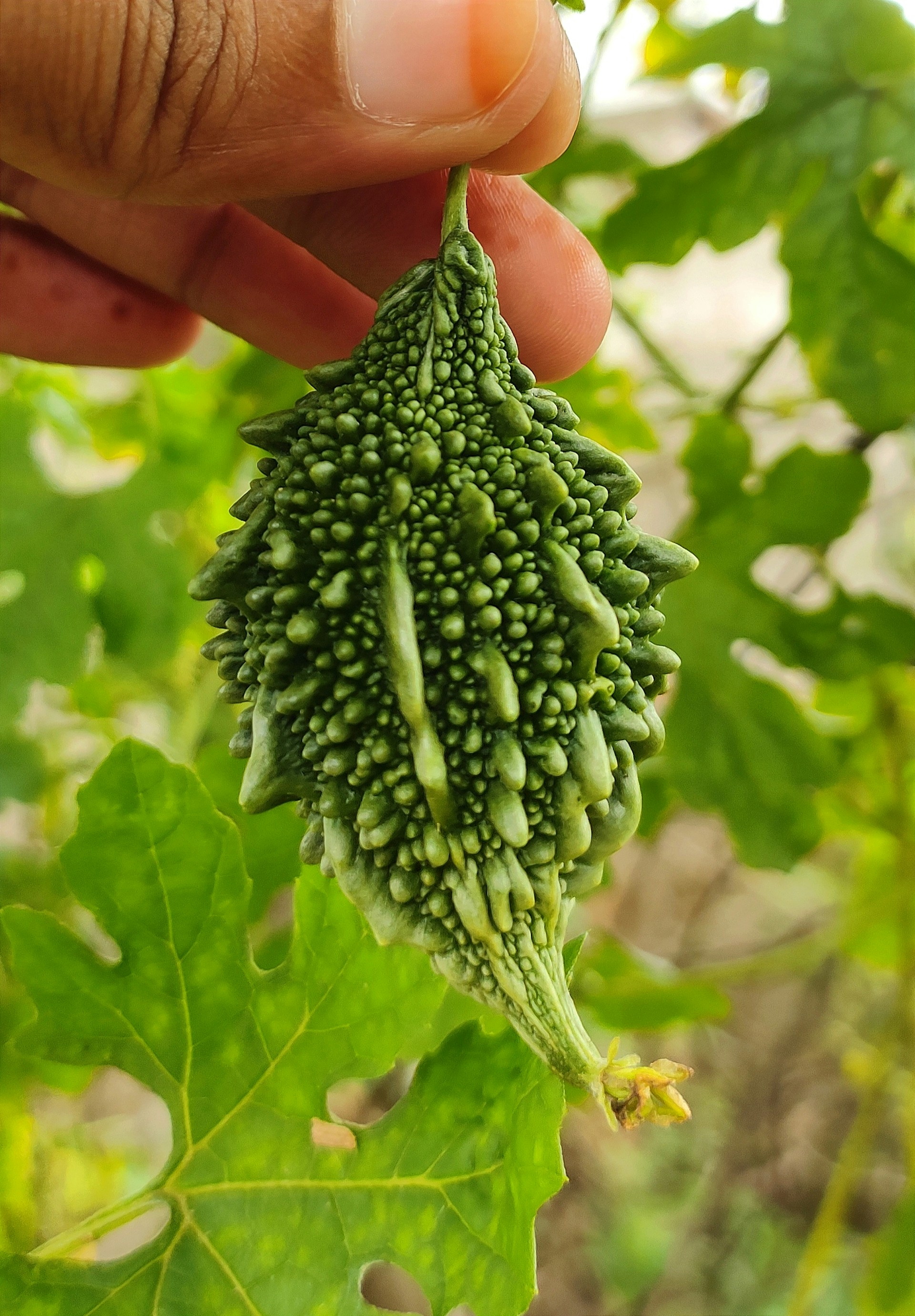 A hand holding a bunch of green broccoli