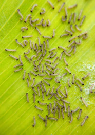 A group of bugs crawling on a green leaf