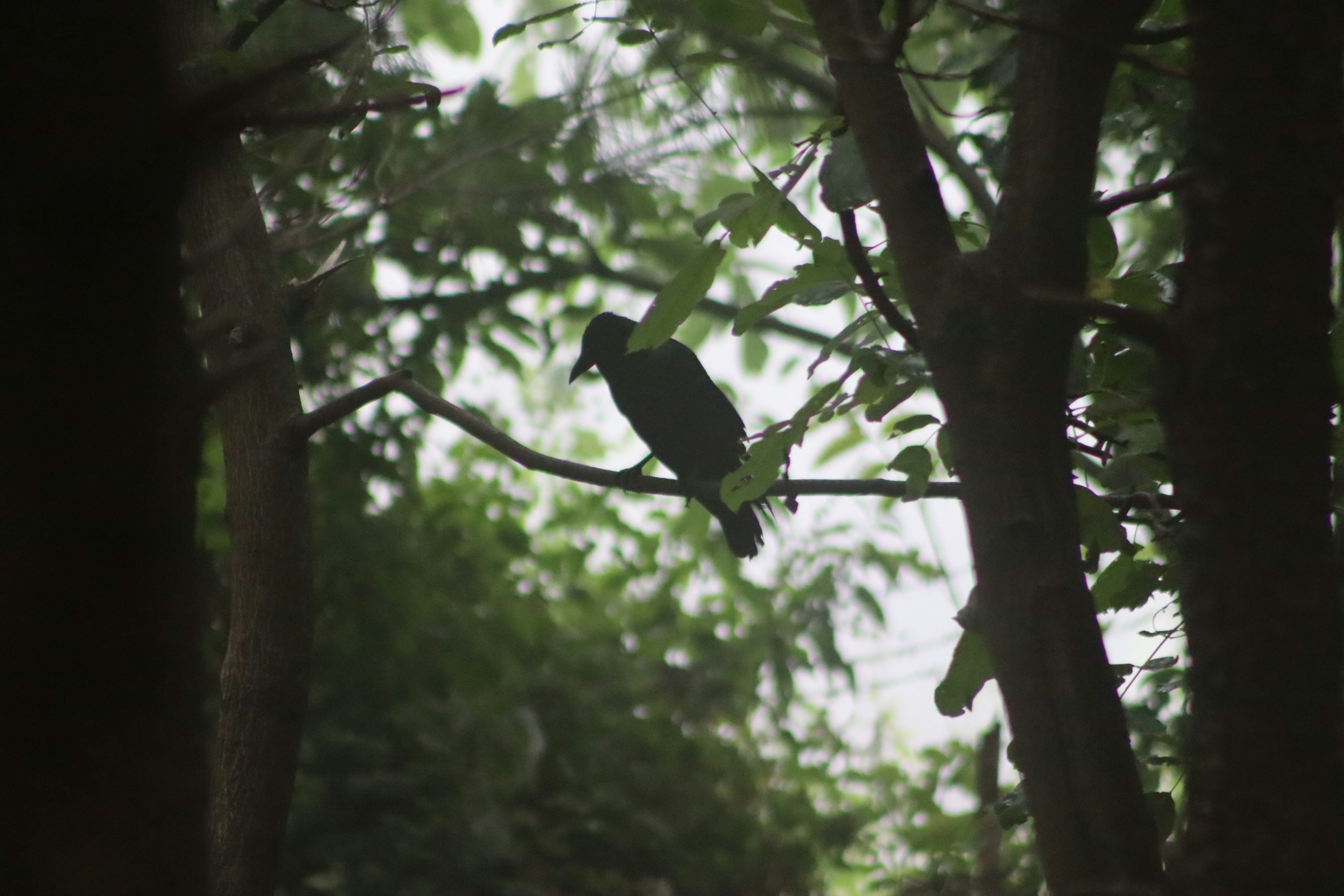 The Foraging Instinct (image credits: unsplash)