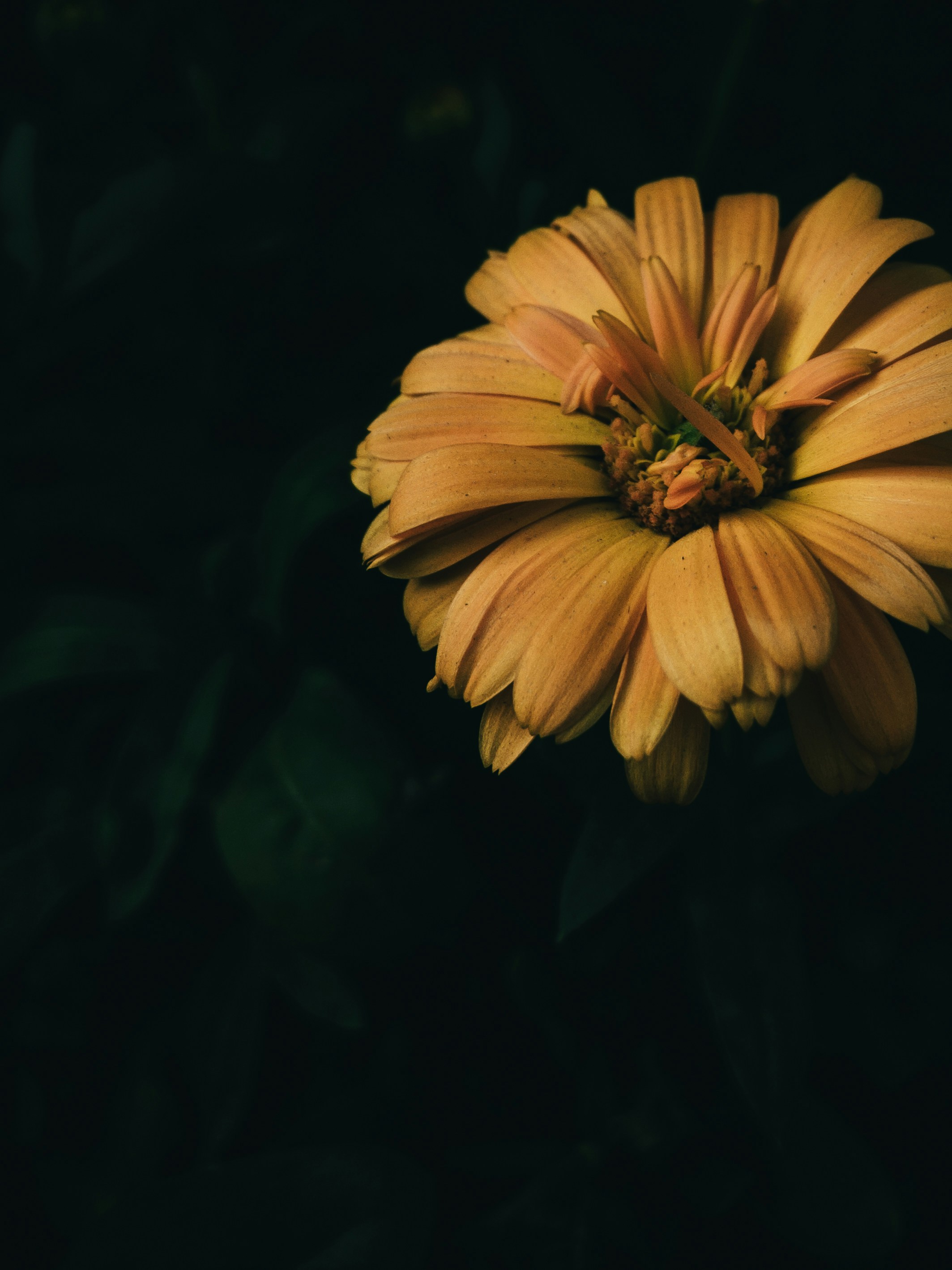 Photo by amritanshdubey