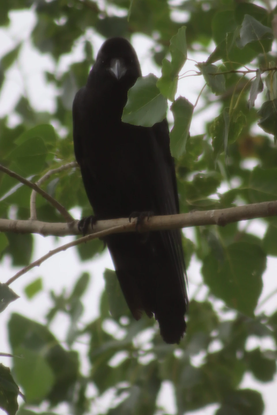 In a verdant landscape, a black crow perches confidently on a branch adorned with green leaves. The crow's head is turned to the left, and its wings are slightly spread out, giving it an air of alertness. The background is a soft blur of more trees and foliage, providing a natural backdrop for this solitary bird.