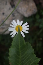 A white flower with a yellow center sitting on a green leaf