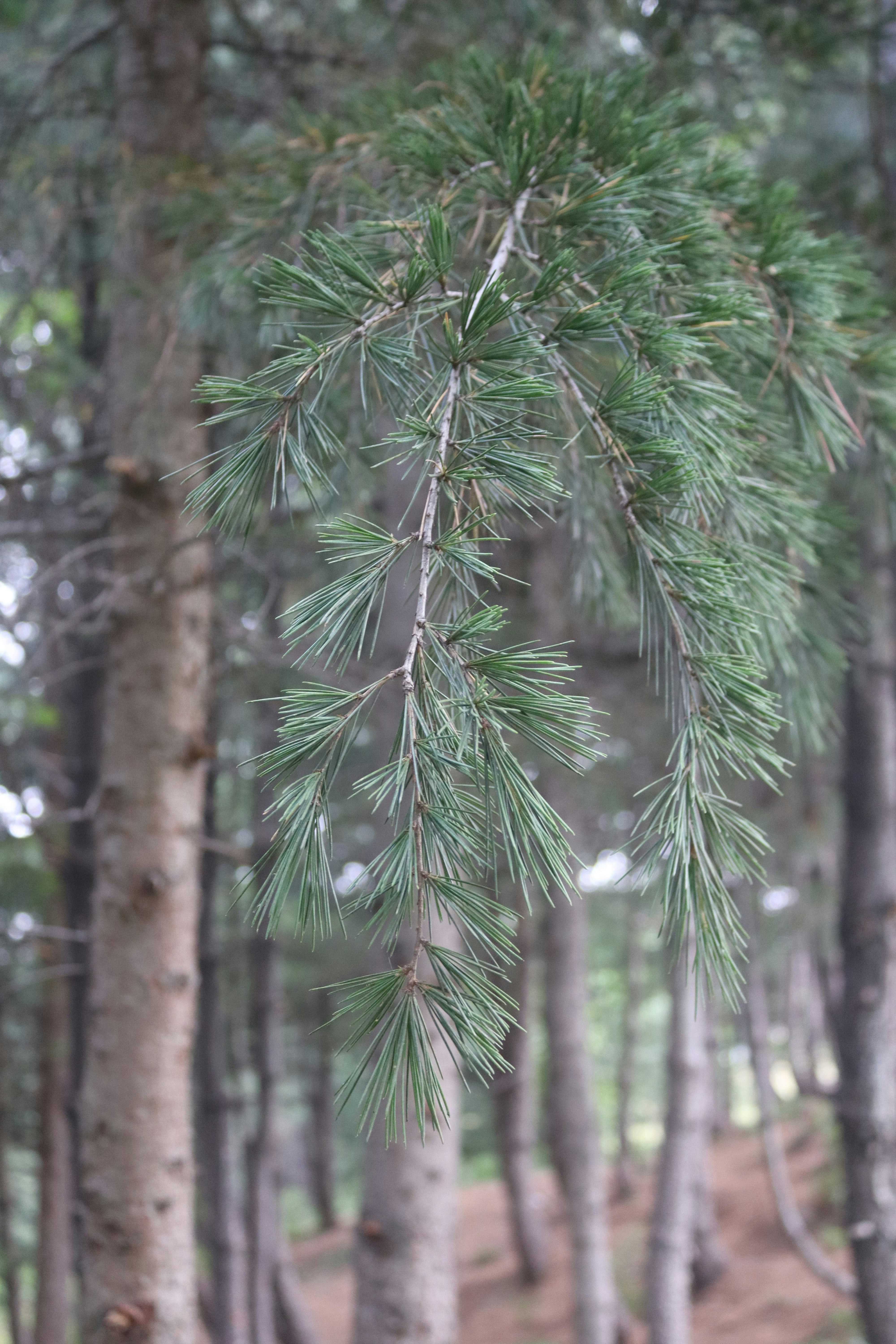 파인  결말줄거리 관련 이미지2