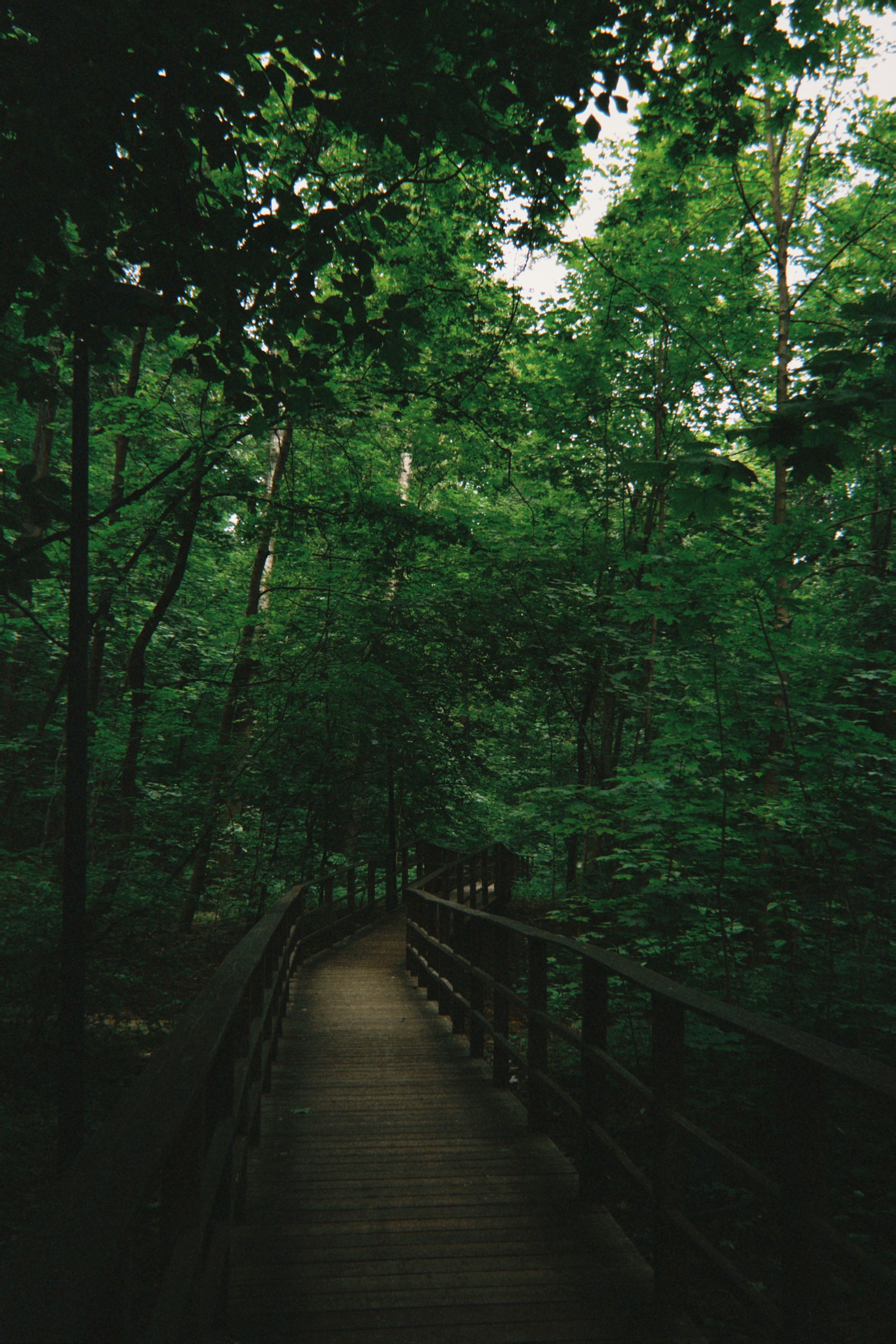 A wooden walkway in the middle of a forest