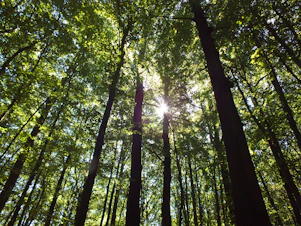 The sun is shining through the trees in the forest