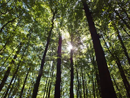 The sun is shining through the trees in the forest