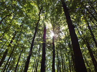 The sun is shining through the trees in the forest
