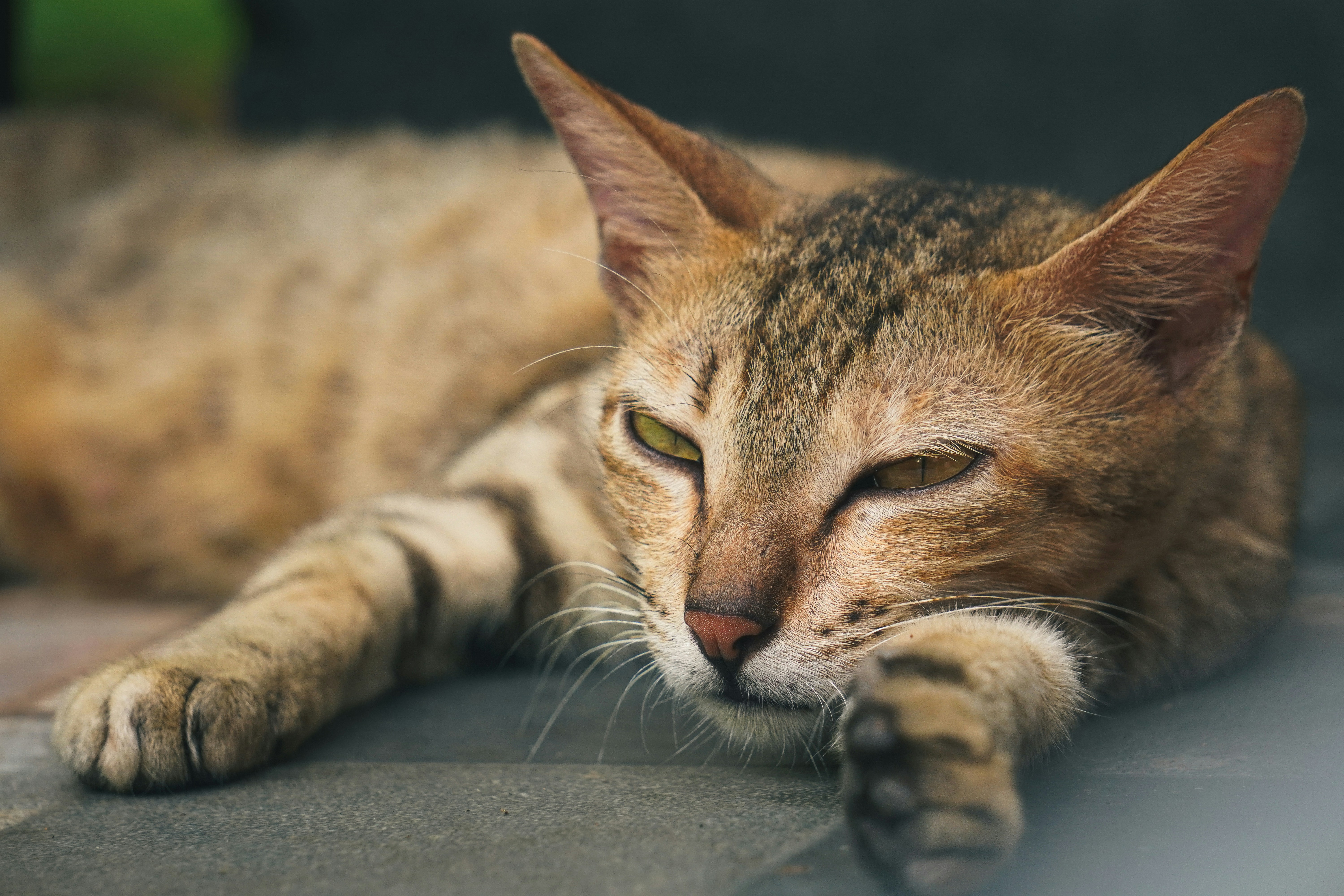 Photo by mithinsagar22