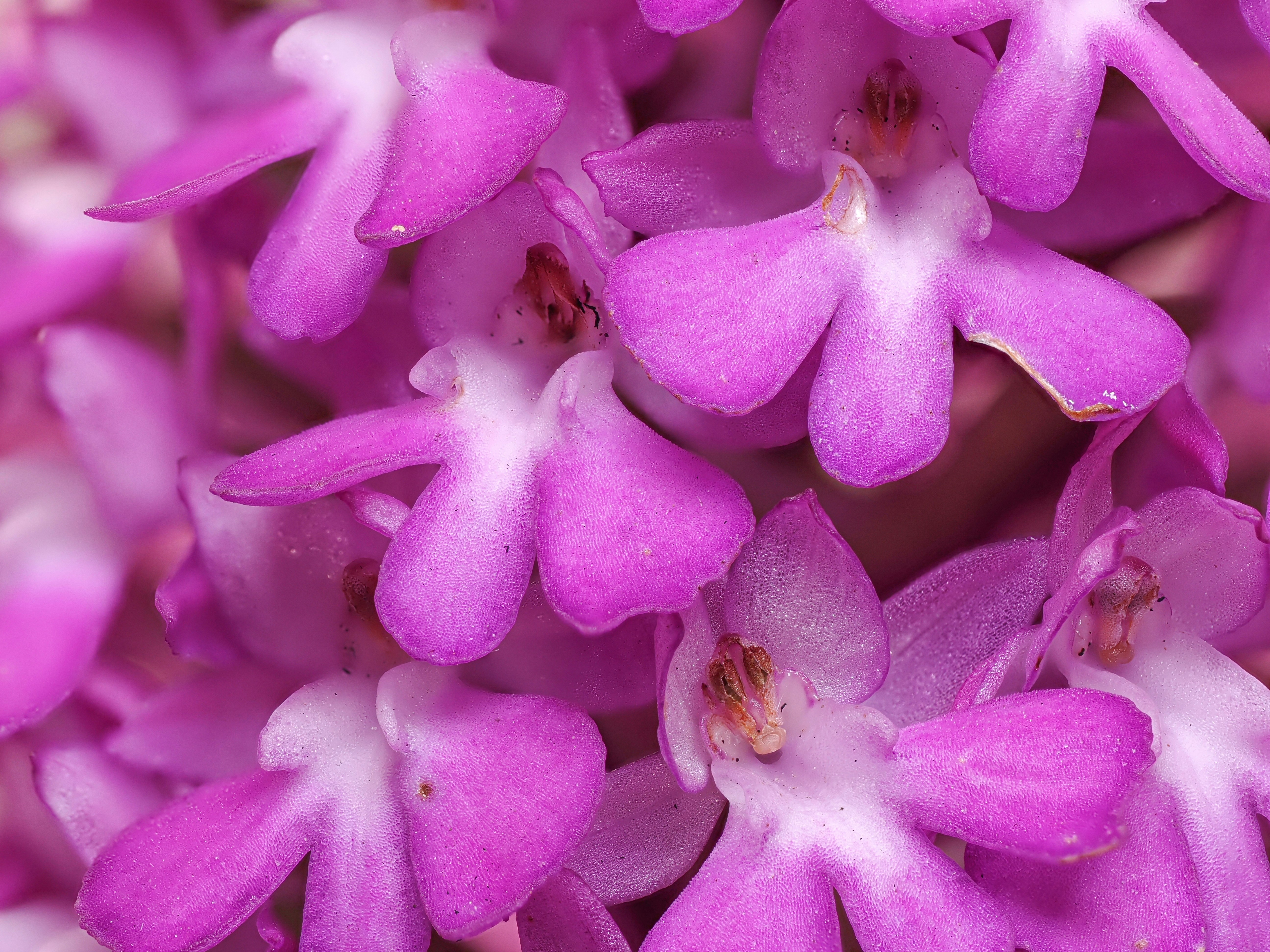 Photo by abushihabmarey